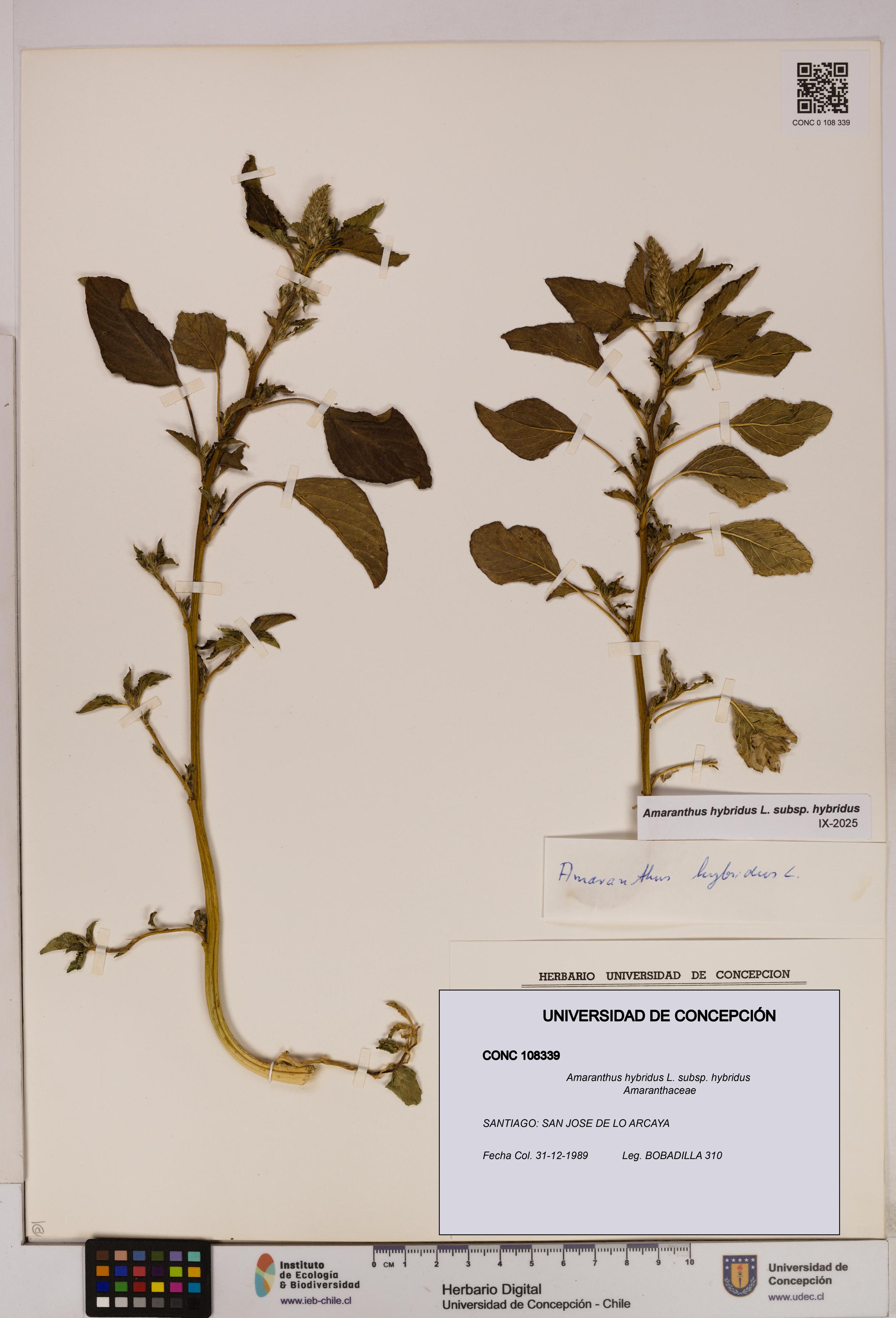 Amaranthus hybridus [Espécimen: UDEC:CONC:0108339]