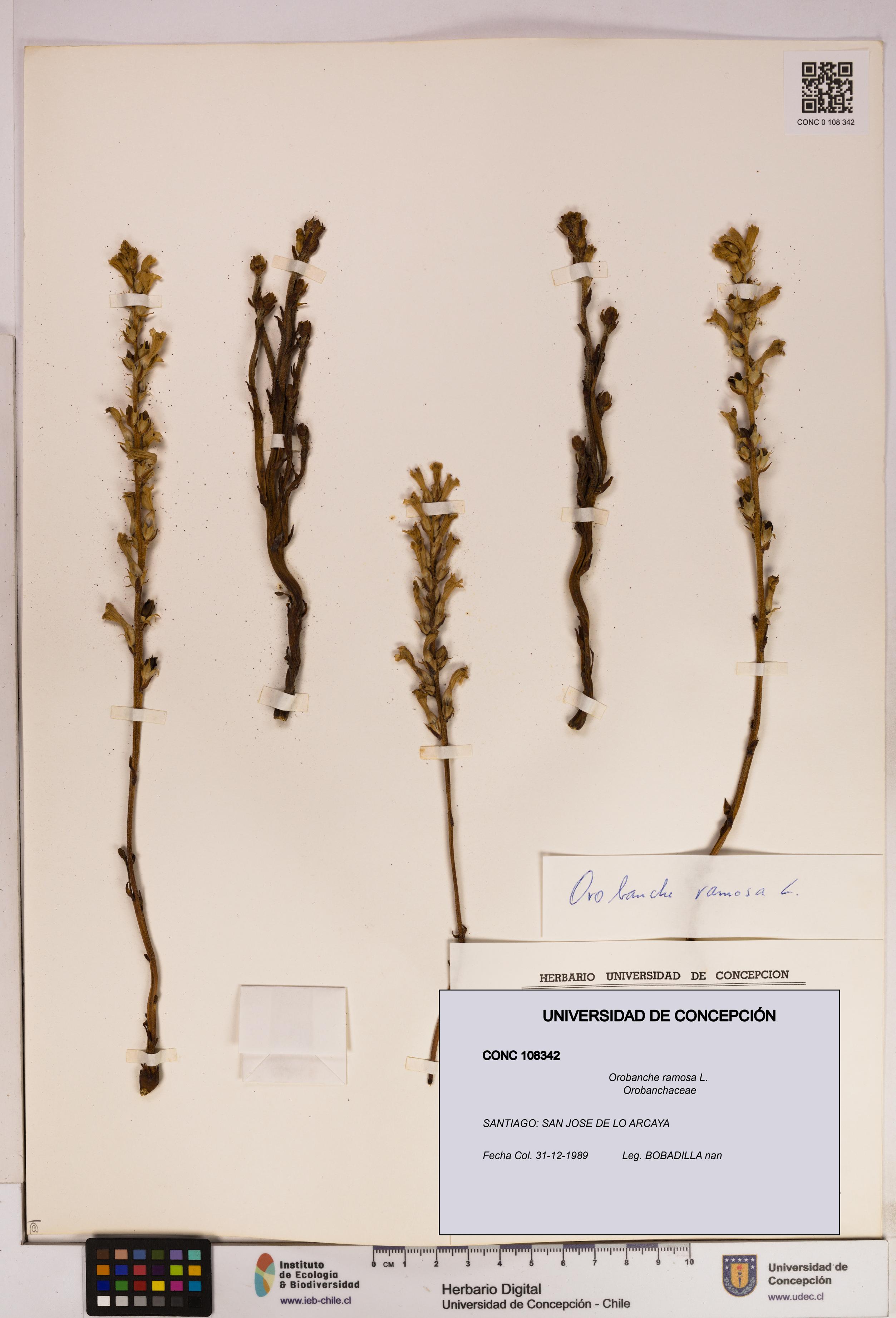 Orobanche ramosa [Espécimen: UDEC:CONC:0108342]