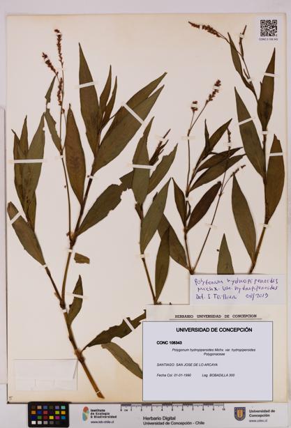 Polygonum hydropiperoides var. hydropiperoides [Espécimen: UDEC:CONC:0108343]