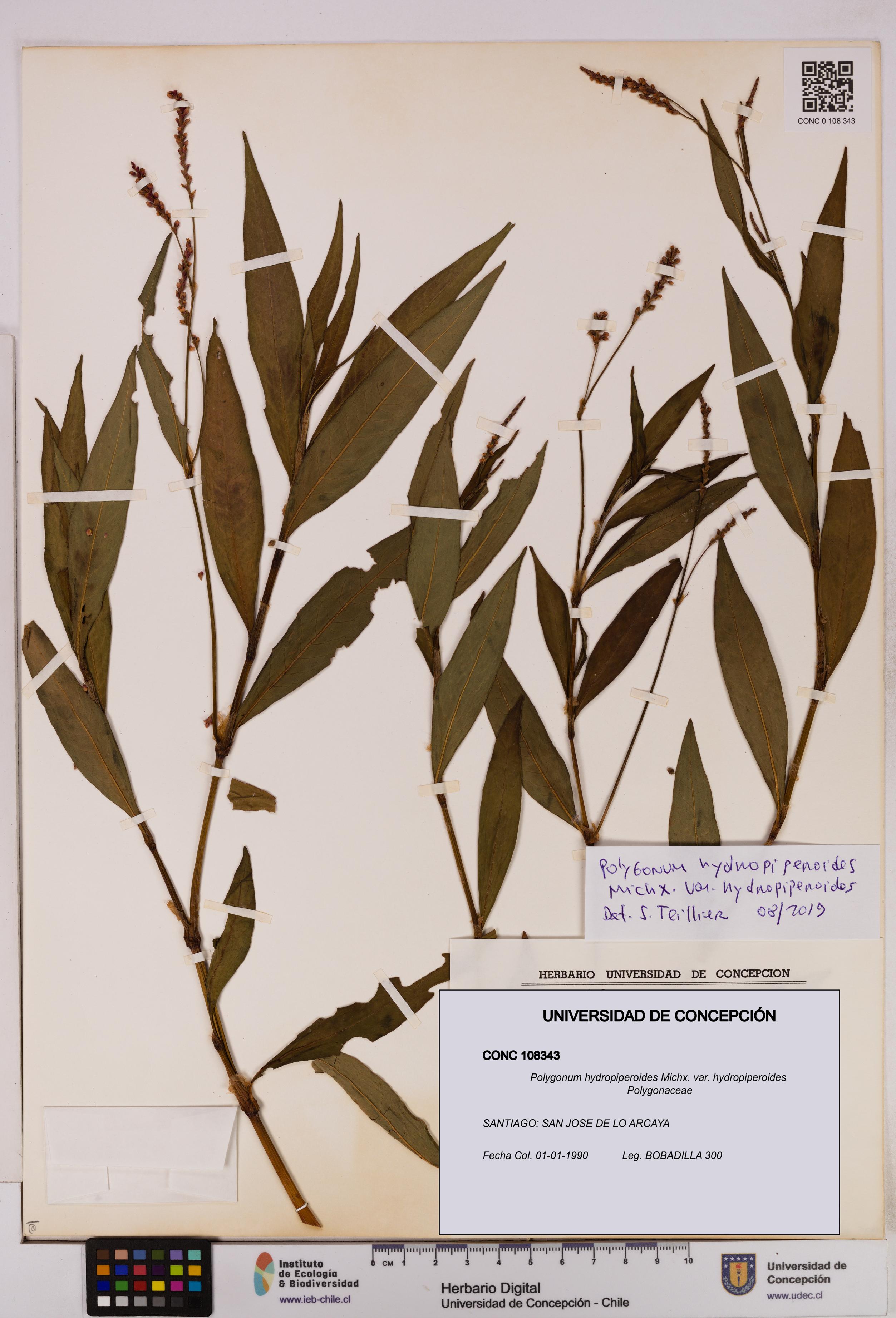 Polygonum hydropiperoides var. hydropiperoides [Espécimen: UDEC:CONC:0108343]