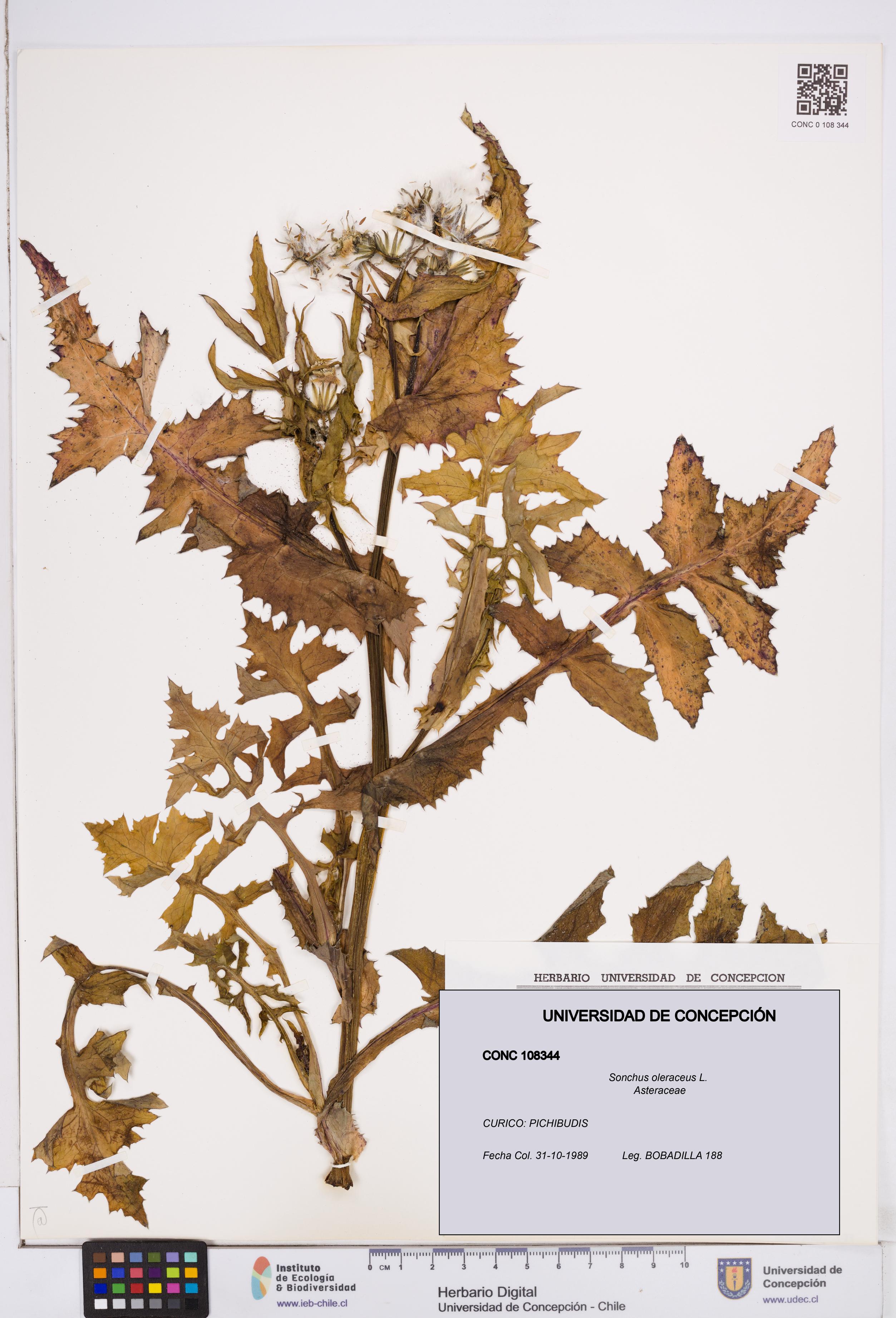 Sonchus oleraceus [Espécimen: ]