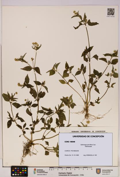 Galinsoga parviflora [Espécimen: UDEC:CONC:0108346]