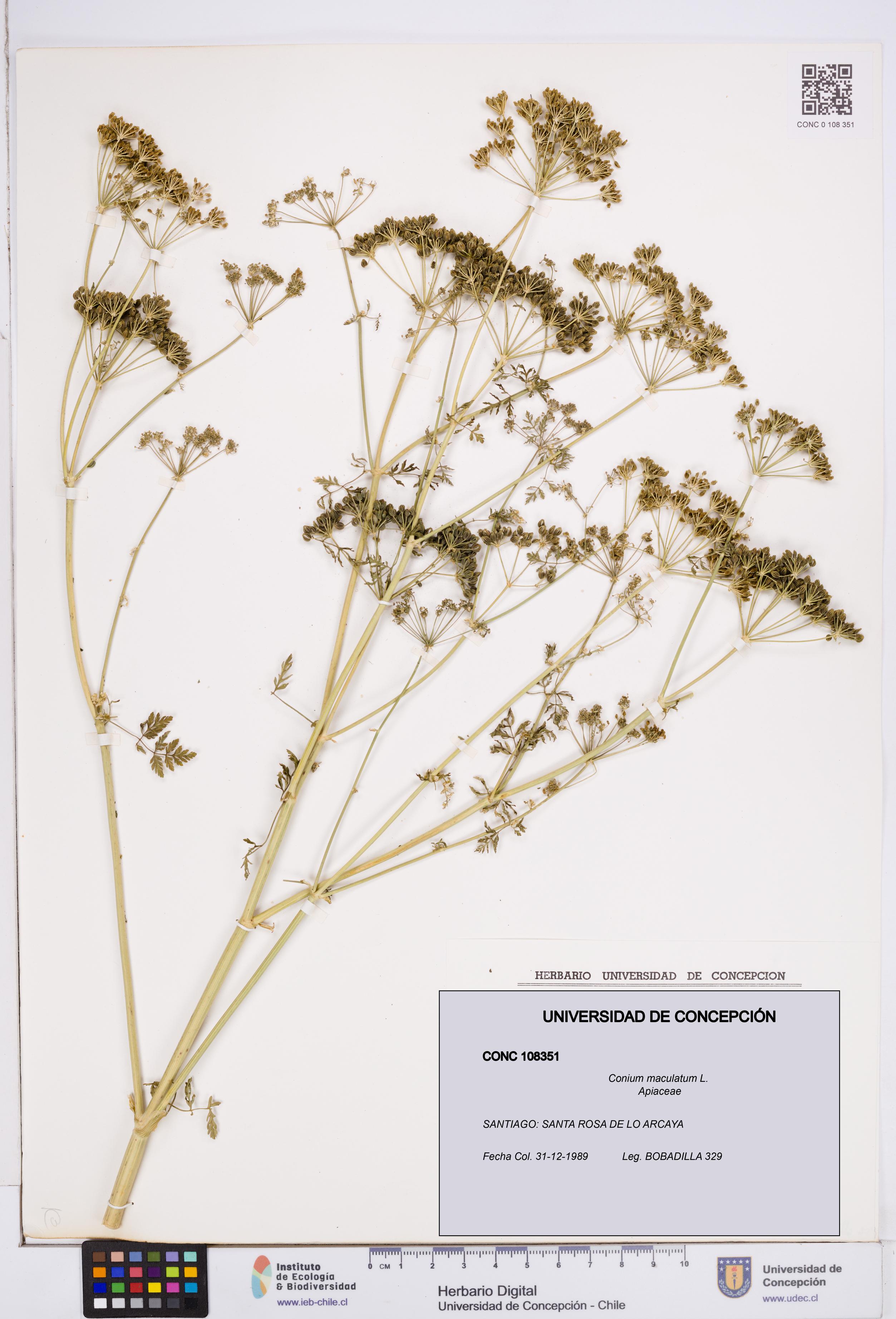 Conium maculatum [Espécimen: ]