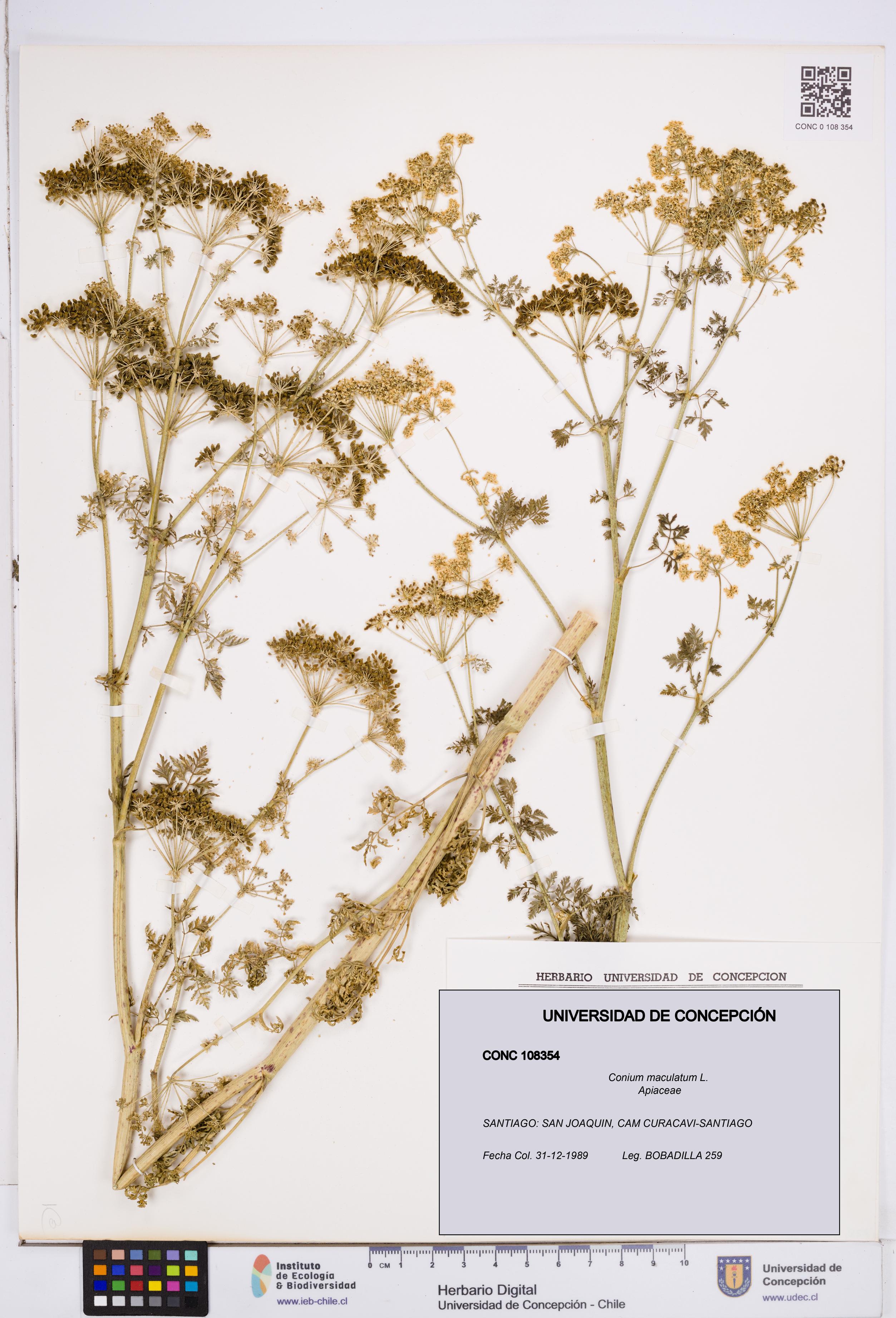 Conium maculatum [Espécimen: ]