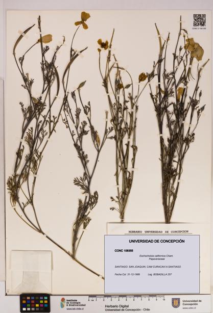 Eschscholzia californica [Espécimen: UDEC:CONC:0108355]