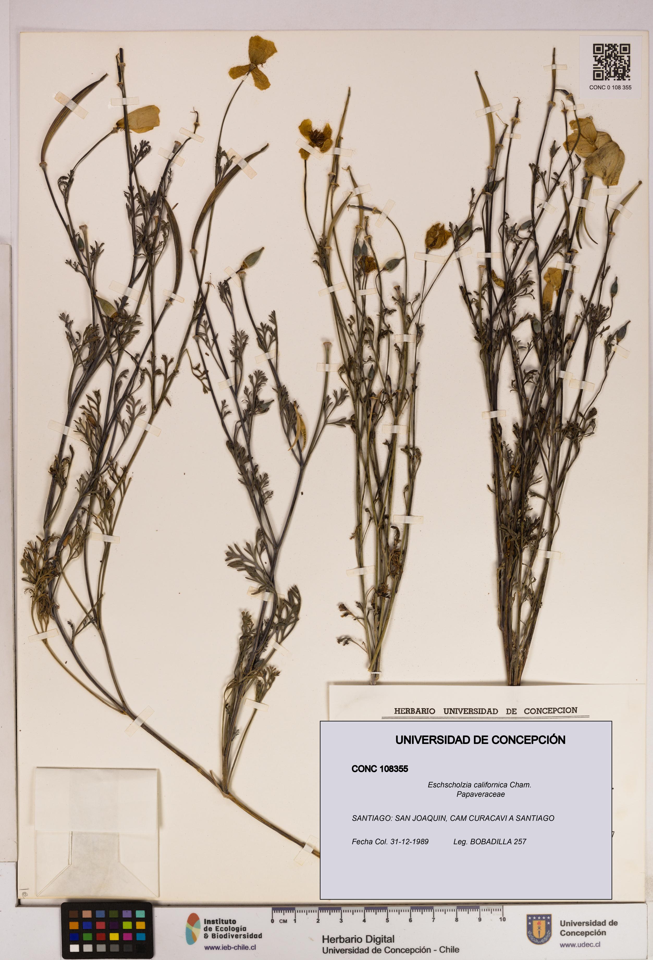 Eschscholzia californica [Espécimen: UDEC:CONC:0108355]