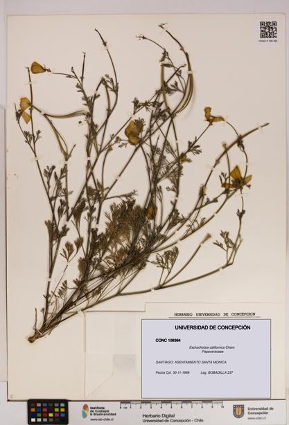 Eschscholzia californica [Espécimen: UDEC:CONC:0108364]