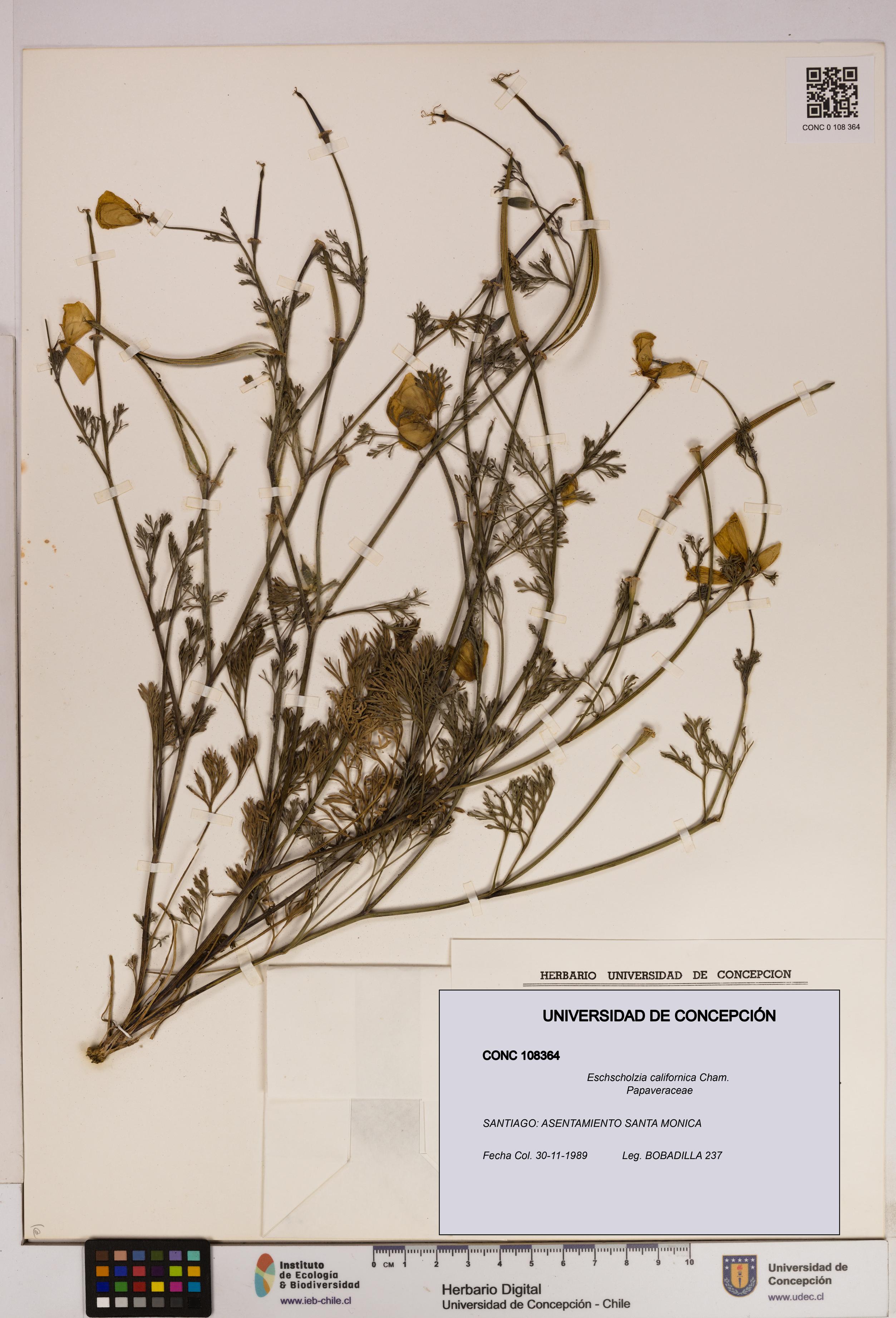 Eschscholzia californica [Espécimen: UDEC:CONC:0108364]