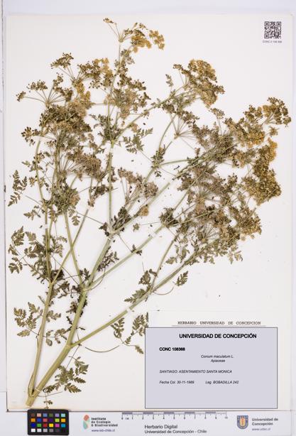 Conium maculatum [Espécimen: ]