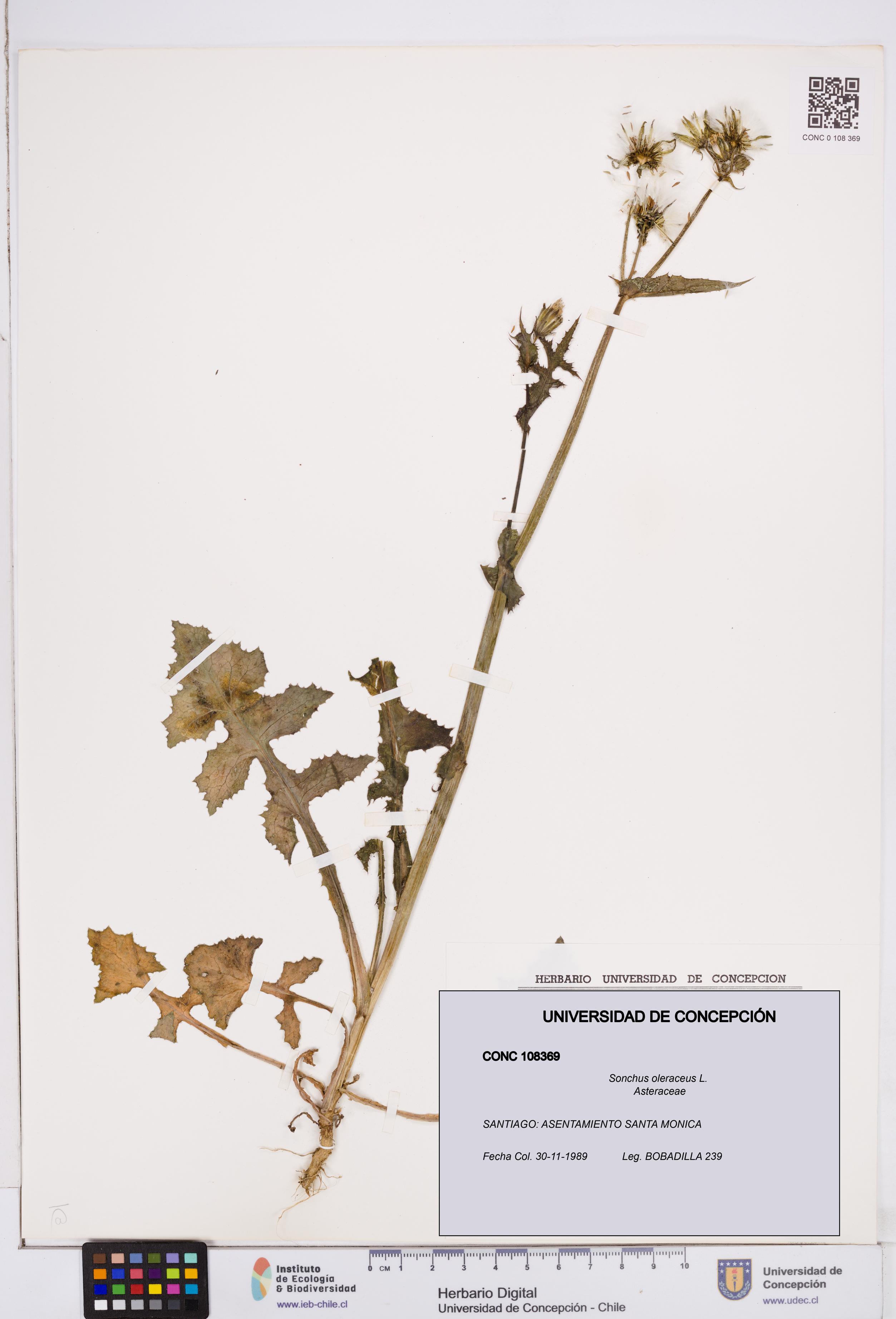 Sonchus oleraceus [Espécimen: ]