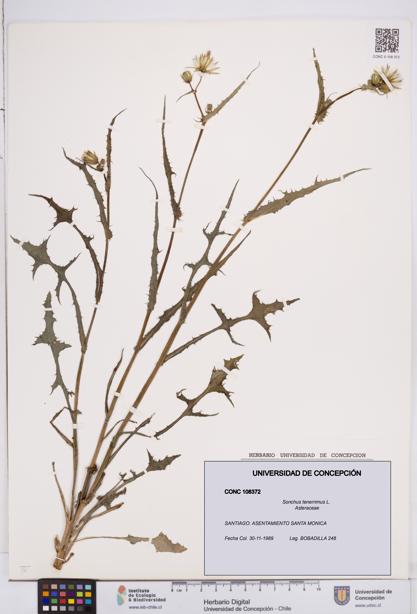 Sonchus tenerrimus [Espécimen: ]