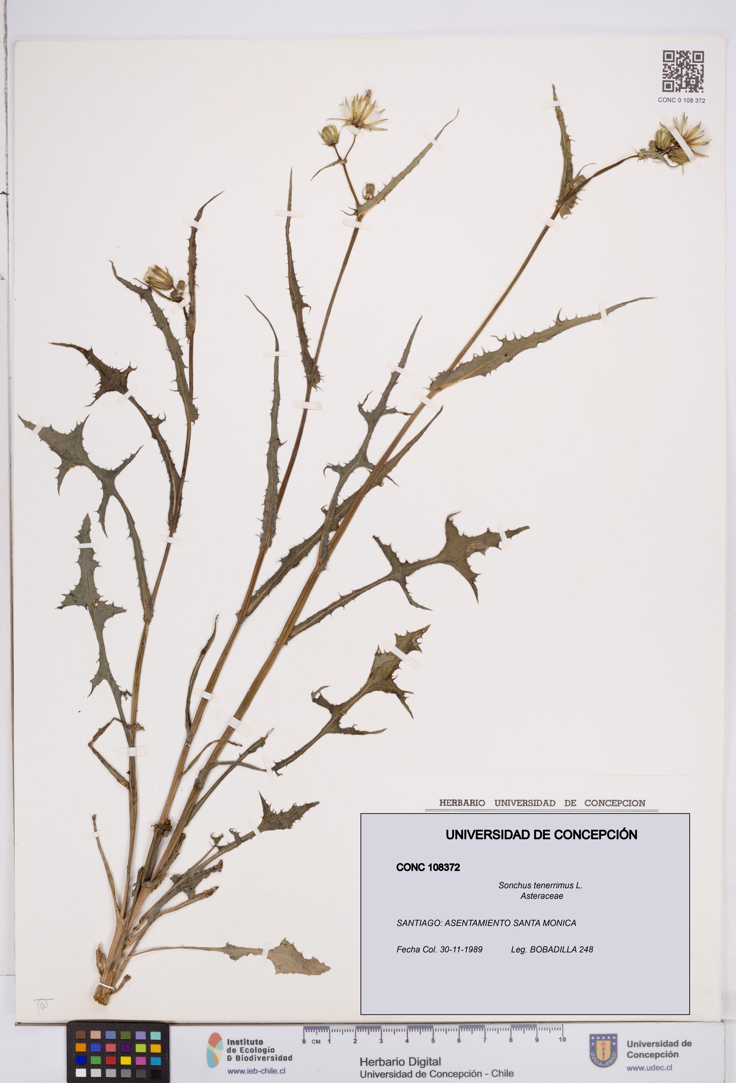 Sonchus tenerrimus [Espécimen: ]