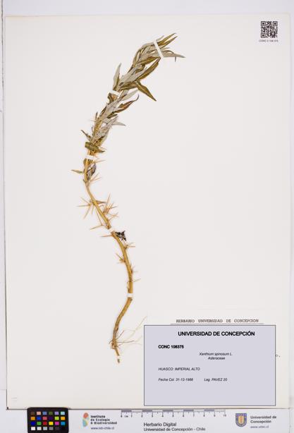 Xanthium spinosum [Espécimen: ]