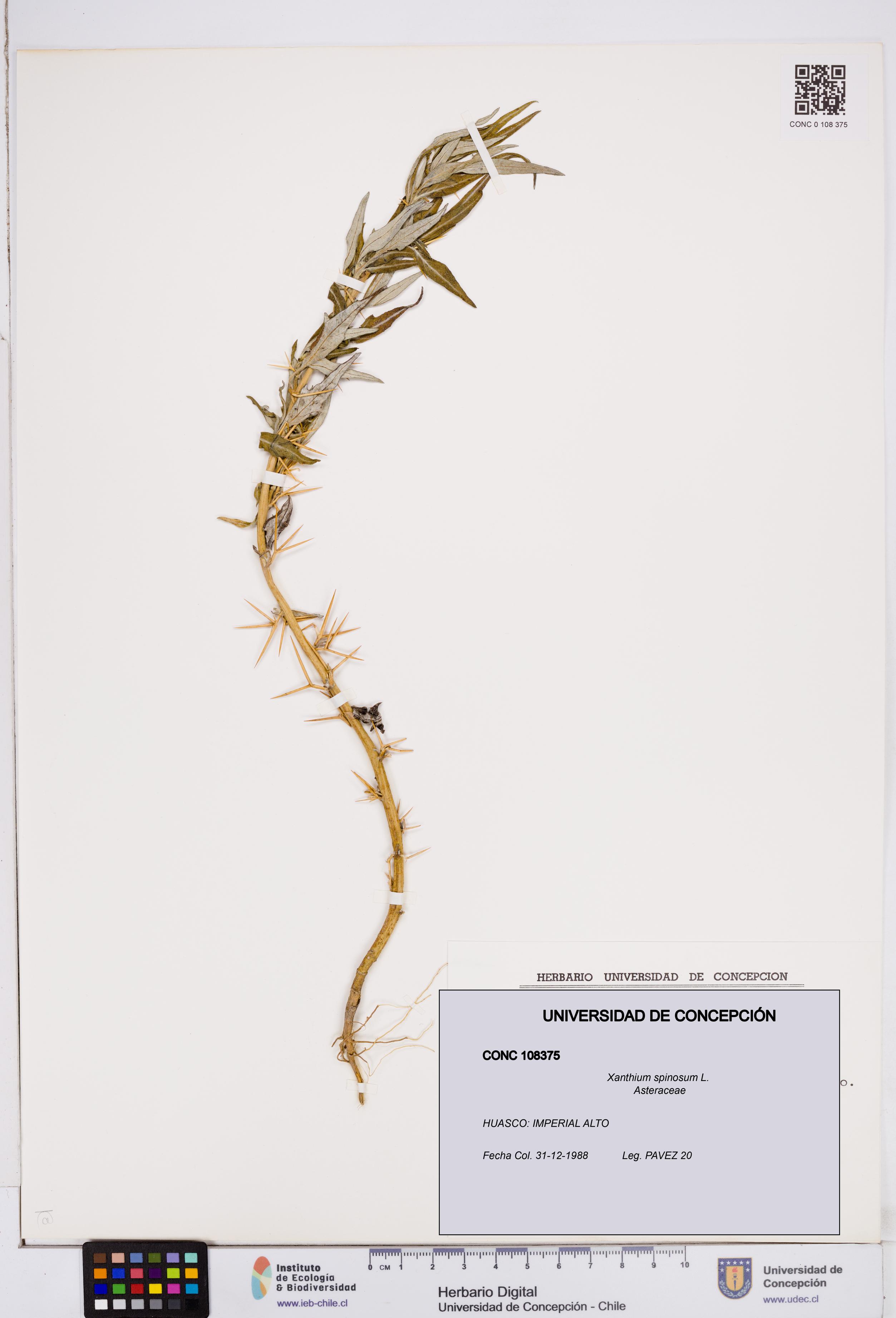 Xanthium spinosum [Espécimen: ]