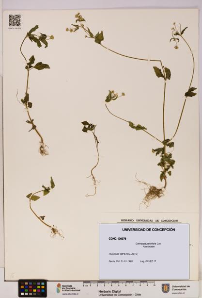 Galinsoga parviflora [Espécimen: UDEC:CONC:0108376]