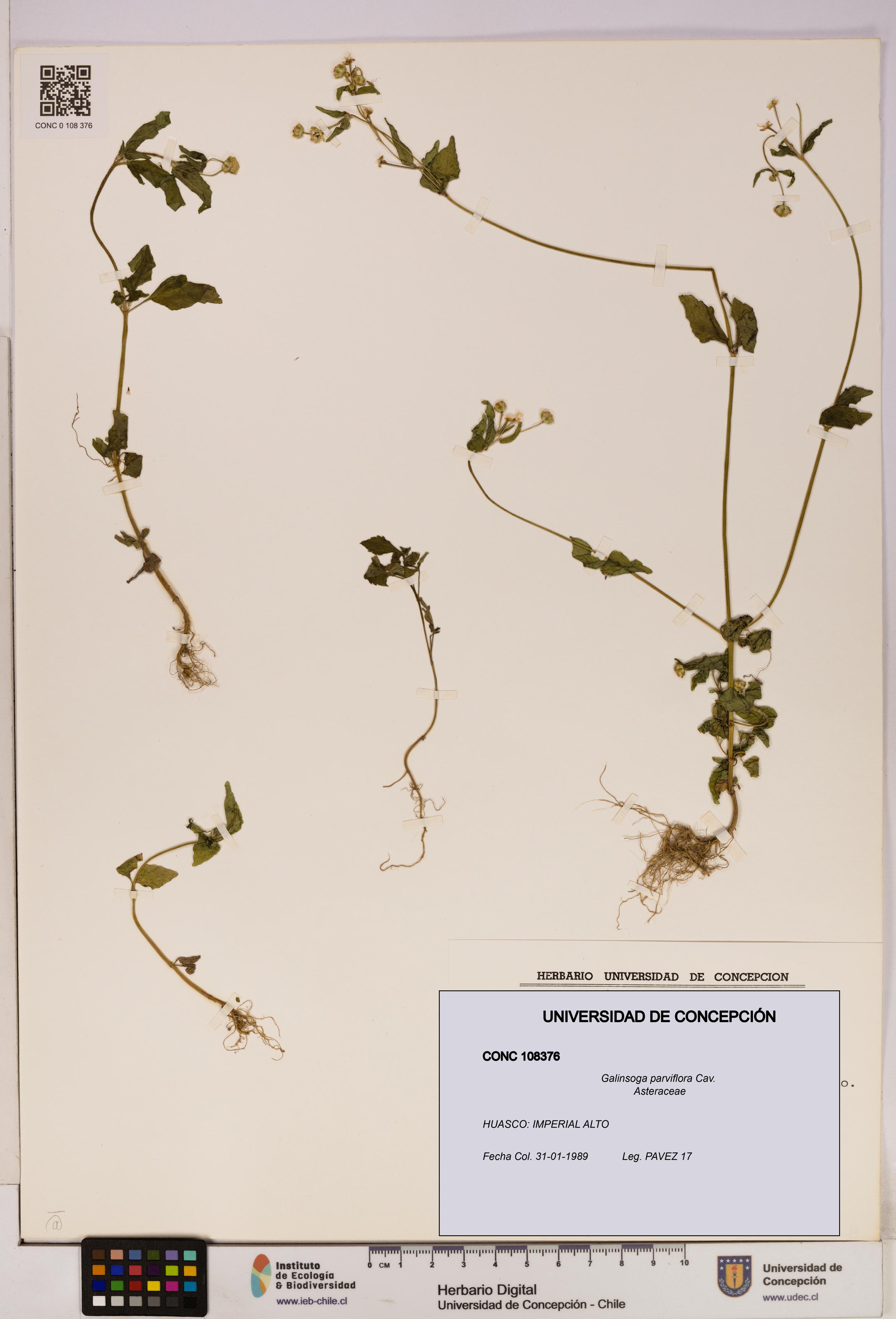 Galinsoga parviflora [Espécimen: UDEC:CONC:0108376]