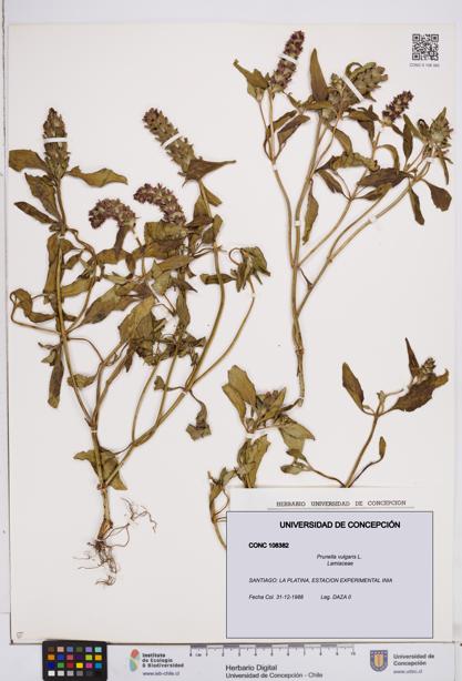 Prunella vulgaris [Espécimen: ]