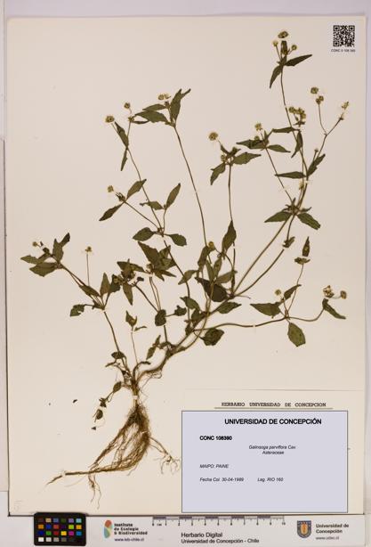 Galinsoga parviflora [Espécimen: UDEC:CONC:0108390]