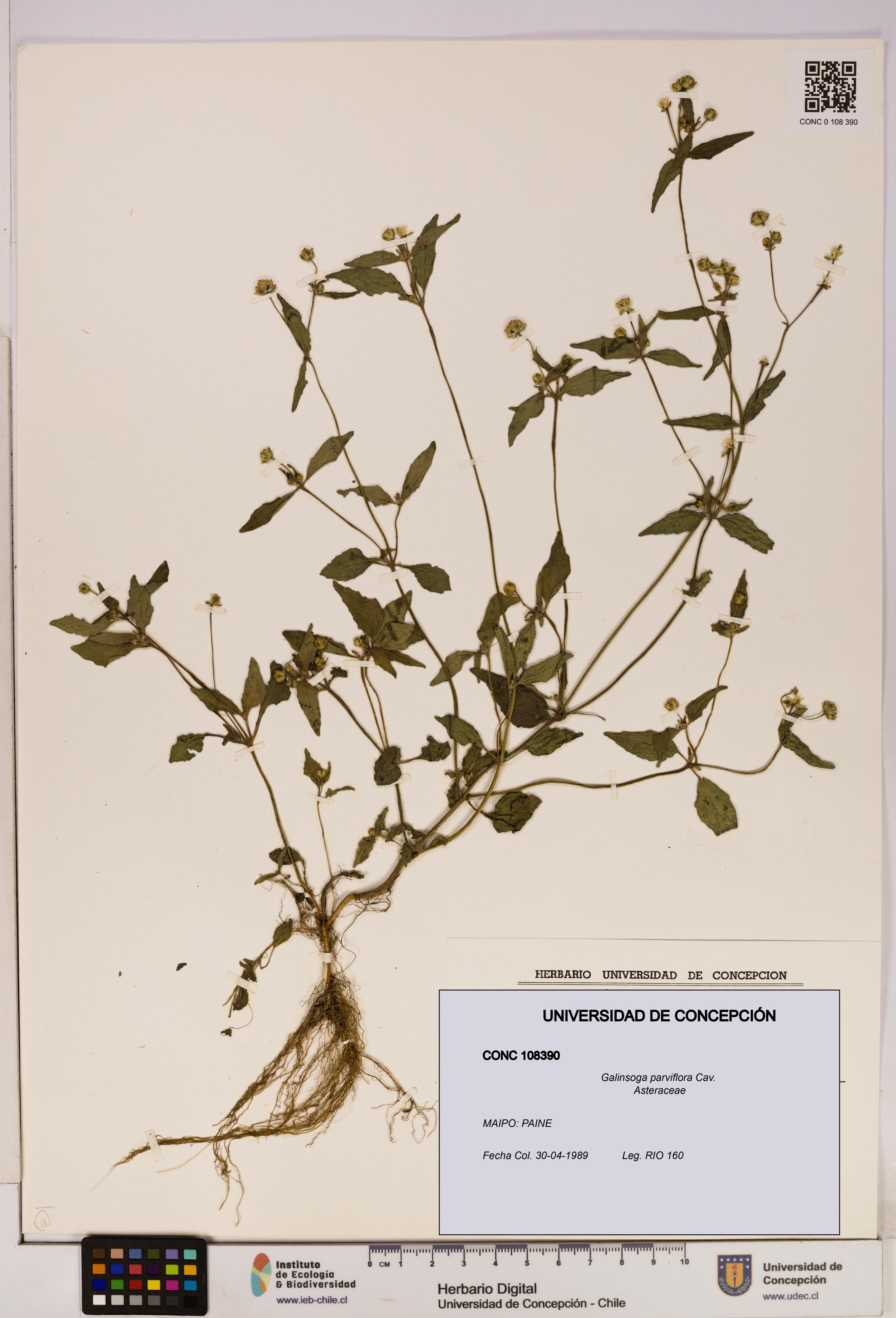 Galinsoga parviflora [Espécimen: UDEC:CONC:0108390]