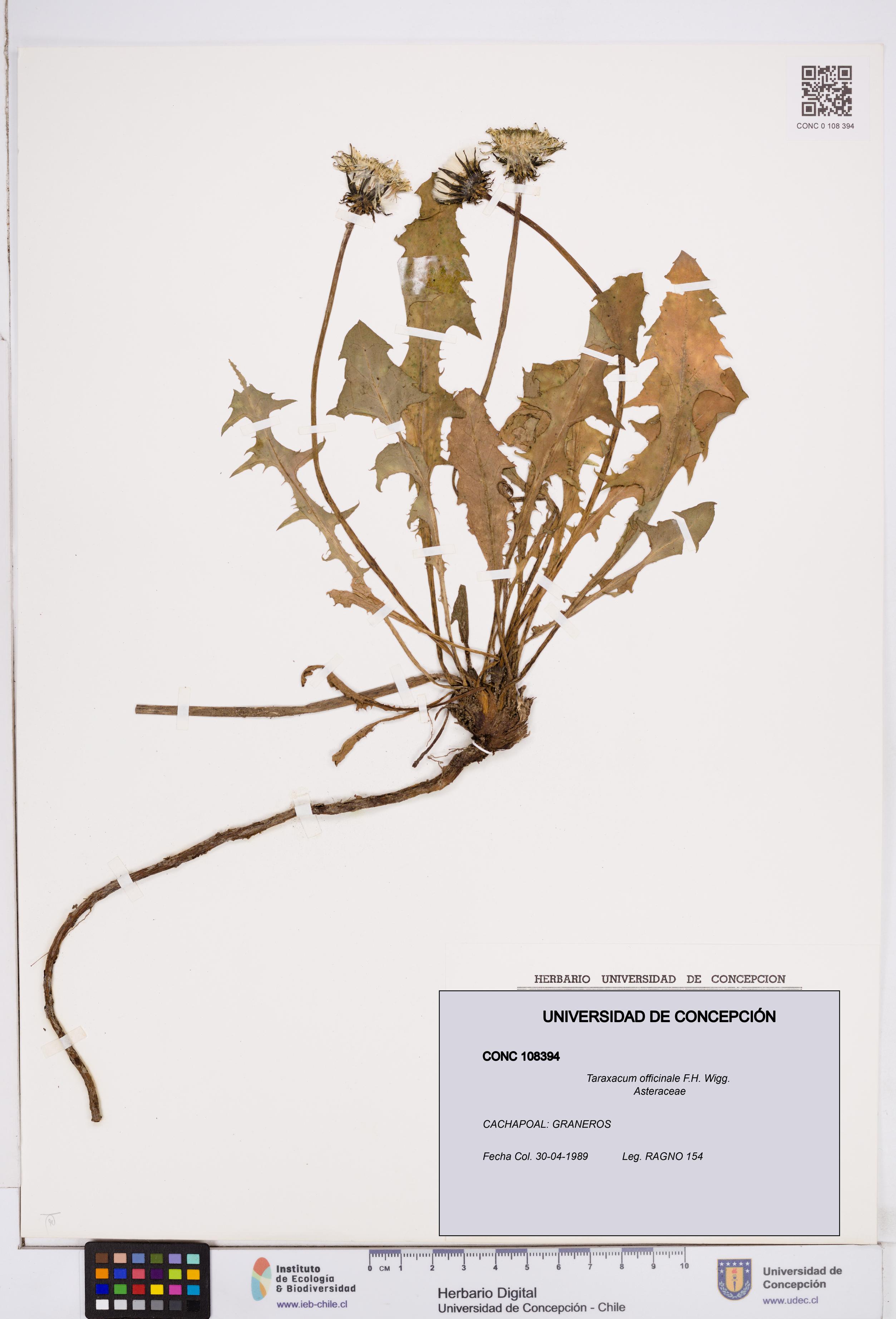 Taraxacum officinale [Espécimen: ]