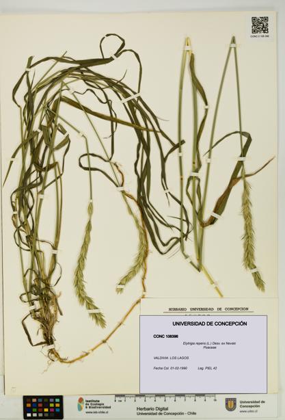 Elytrigia repens [Espécimen: UDEC:CONC:0108396]