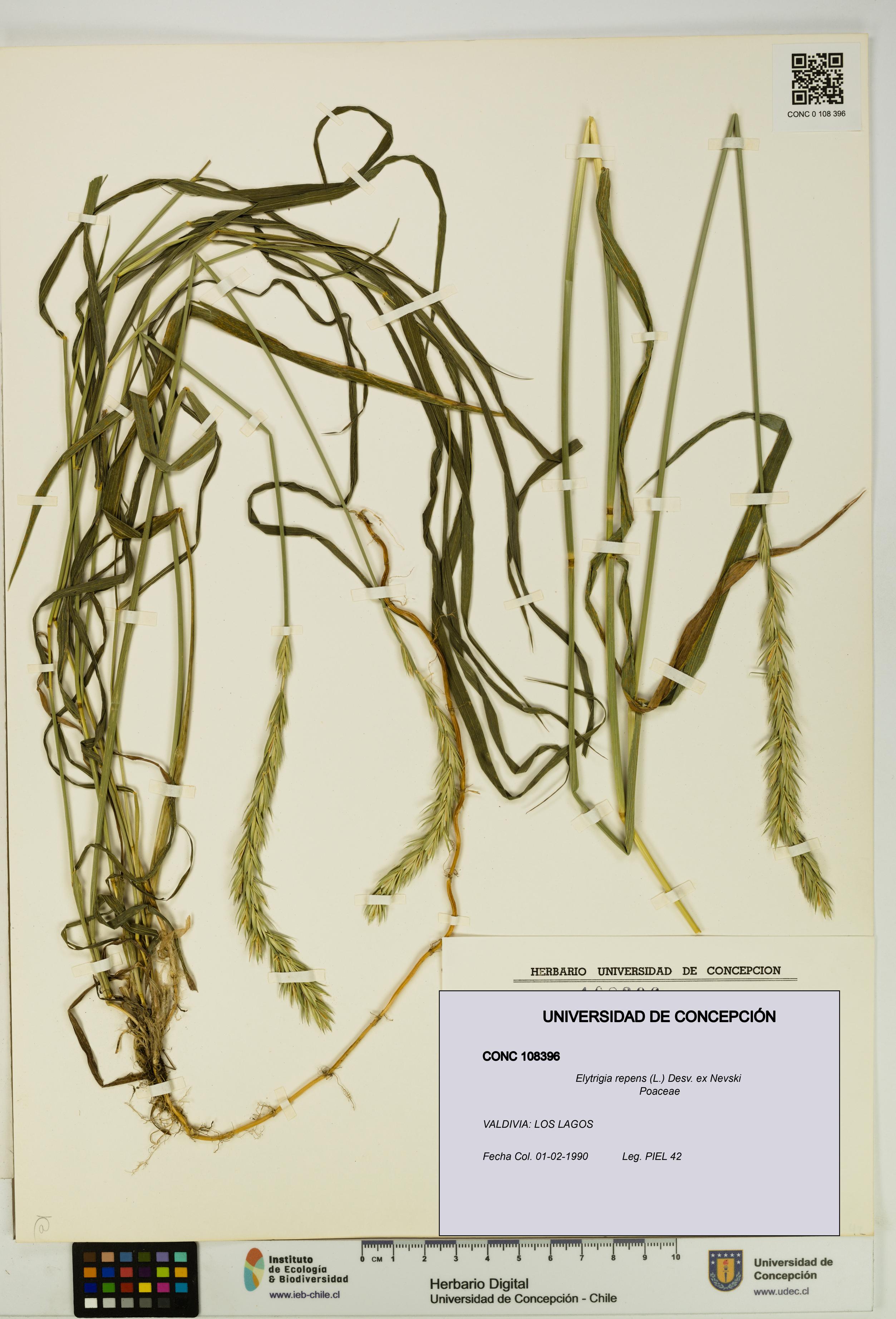 Elytrigia repens [Espécimen: UDEC:CONC:0108396]
