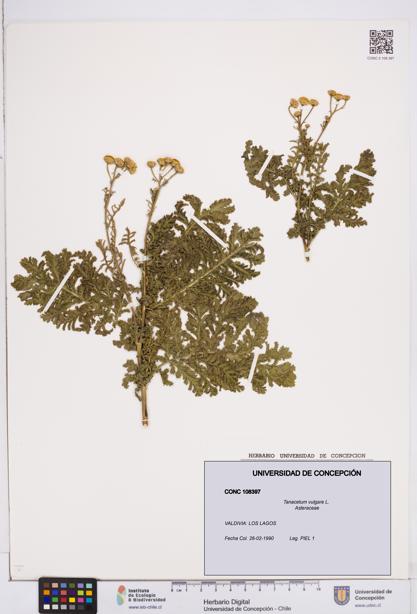 Tanacetum vulgare [Espécimen: ]