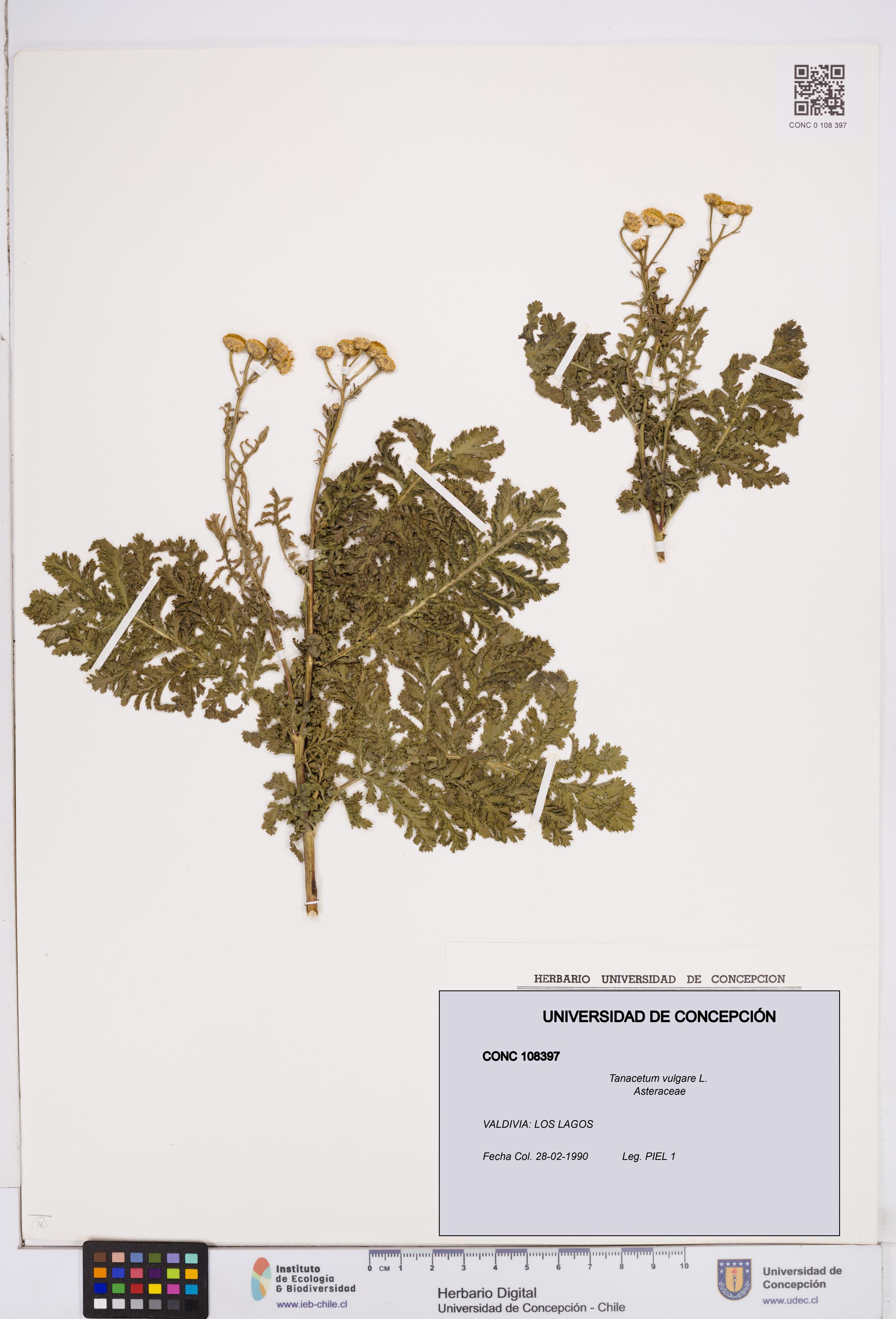 Tanacetum vulgare [Espécimen: ]