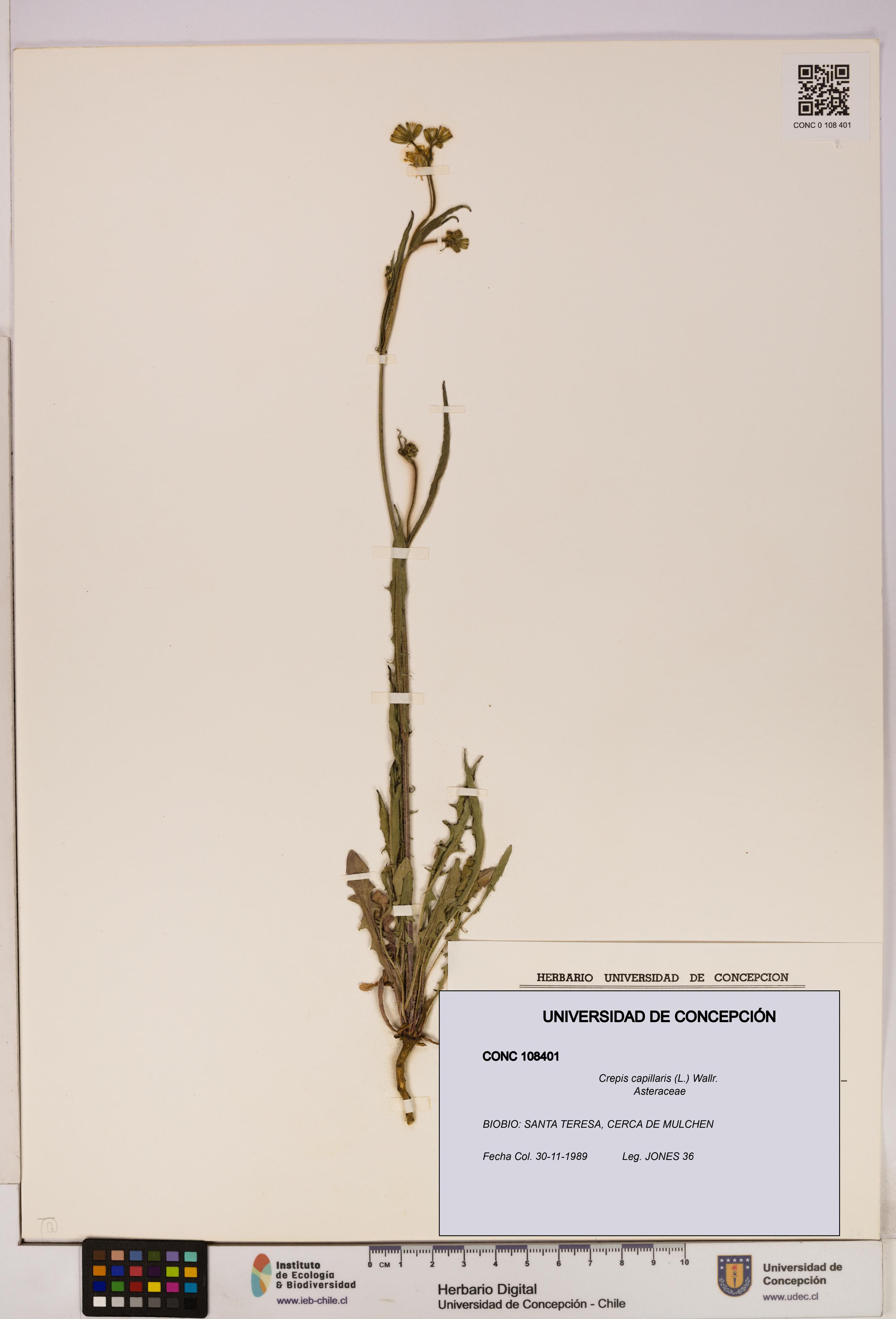 Crepis capillaris [Espécimen: UDEC:CONC:0108401]