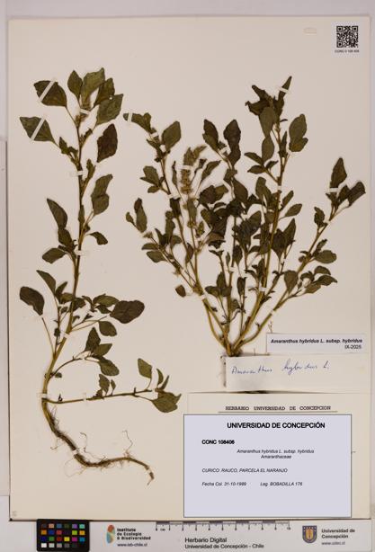 Amaranthus hybridus [Espécimen: UDEC:CONC:0108406]