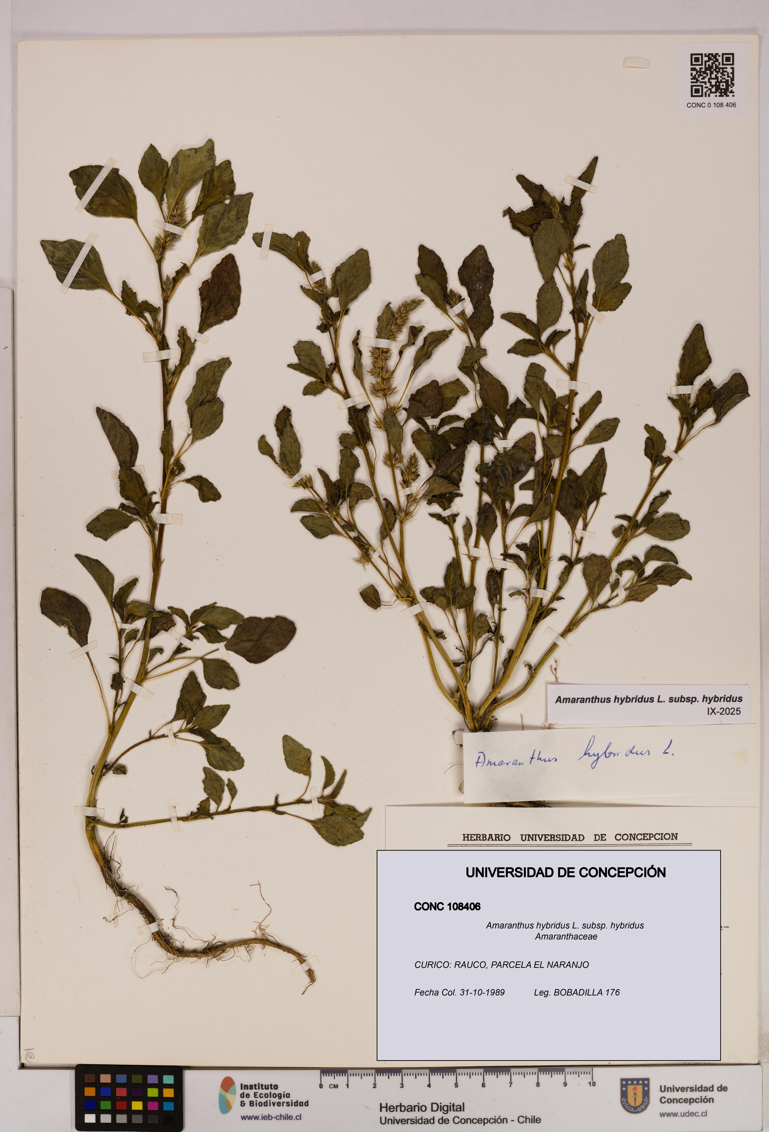 Amaranthus hybridus [Espécimen: UDEC:CONC:0108406]