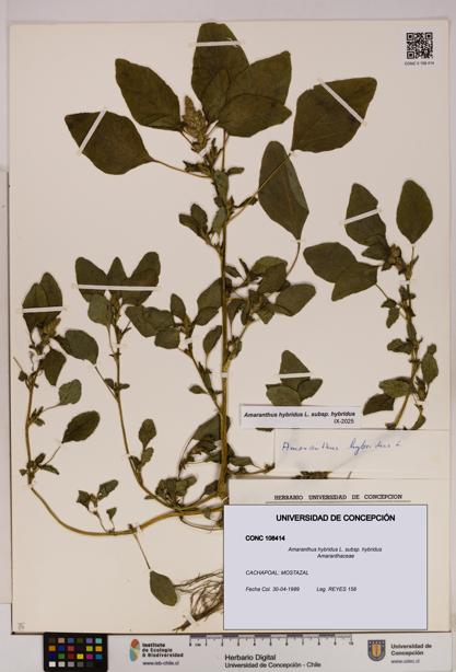 Amaranthus hybridus [Espécimen: UDEC:CONC:0108414]
