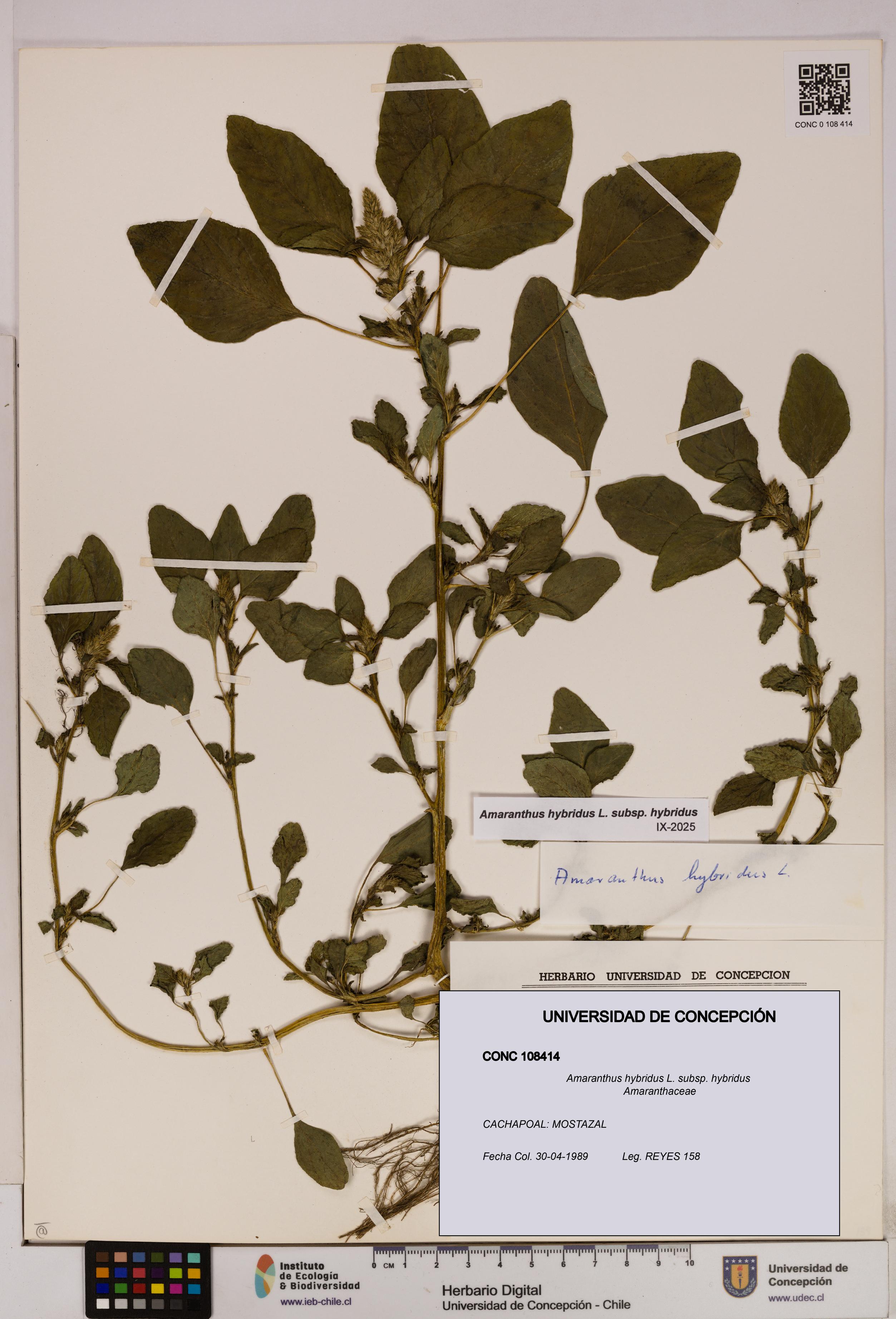 Amaranthus hybridus [Espécimen: UDEC:CONC:0108414]