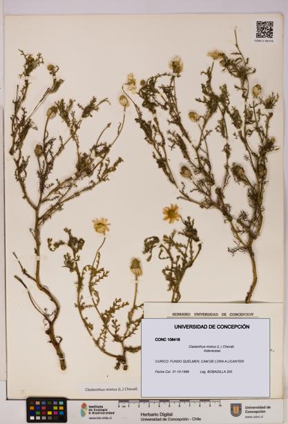 Cladanthus mixtus [Espécimen: UDEC:CONC:0108418]