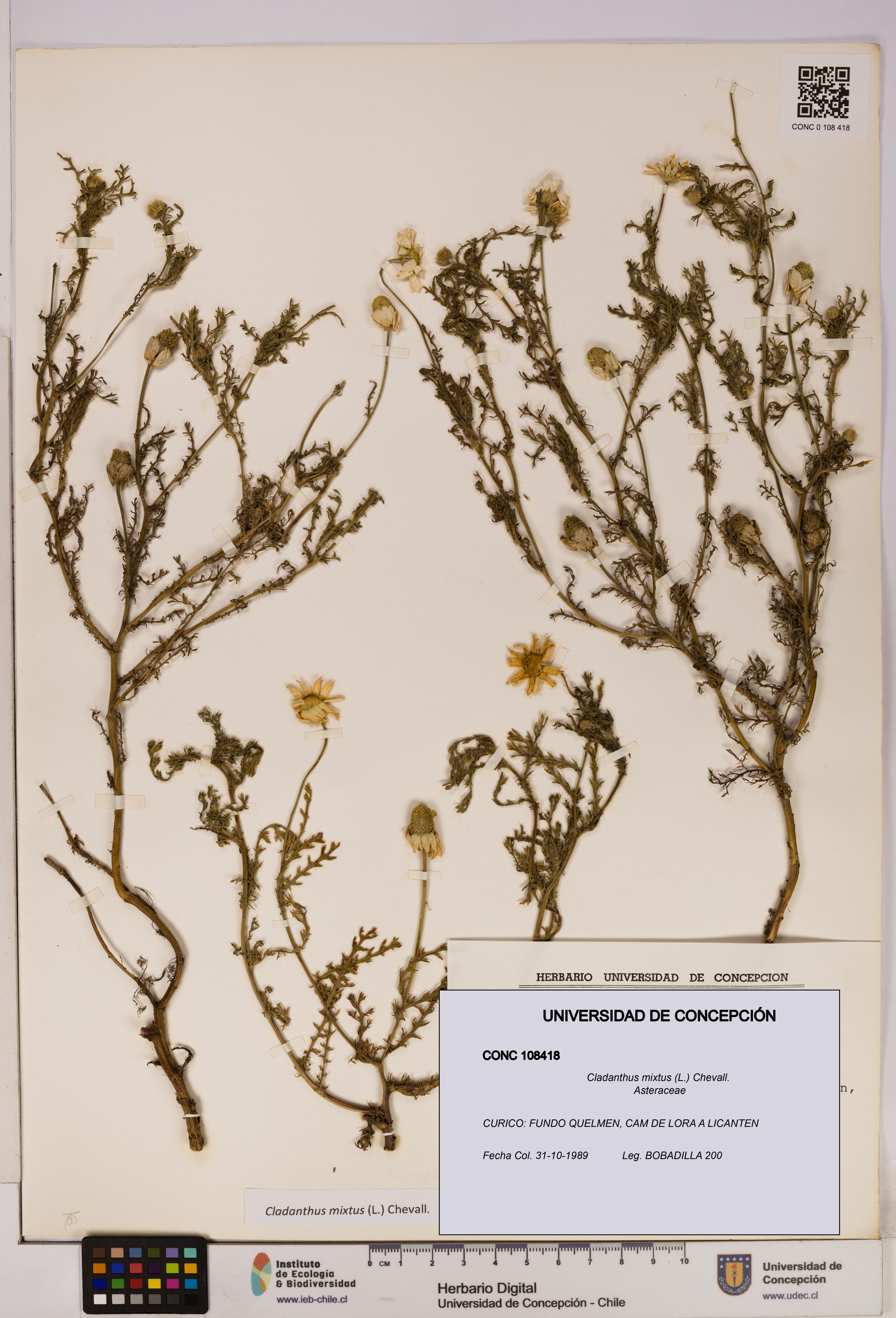 Cladanthus mixtus [Espécimen: UDEC:CONC:0108418]