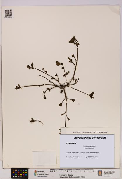 Portulaca oleracea [Espécimen: UDEC:CONC:0108419]