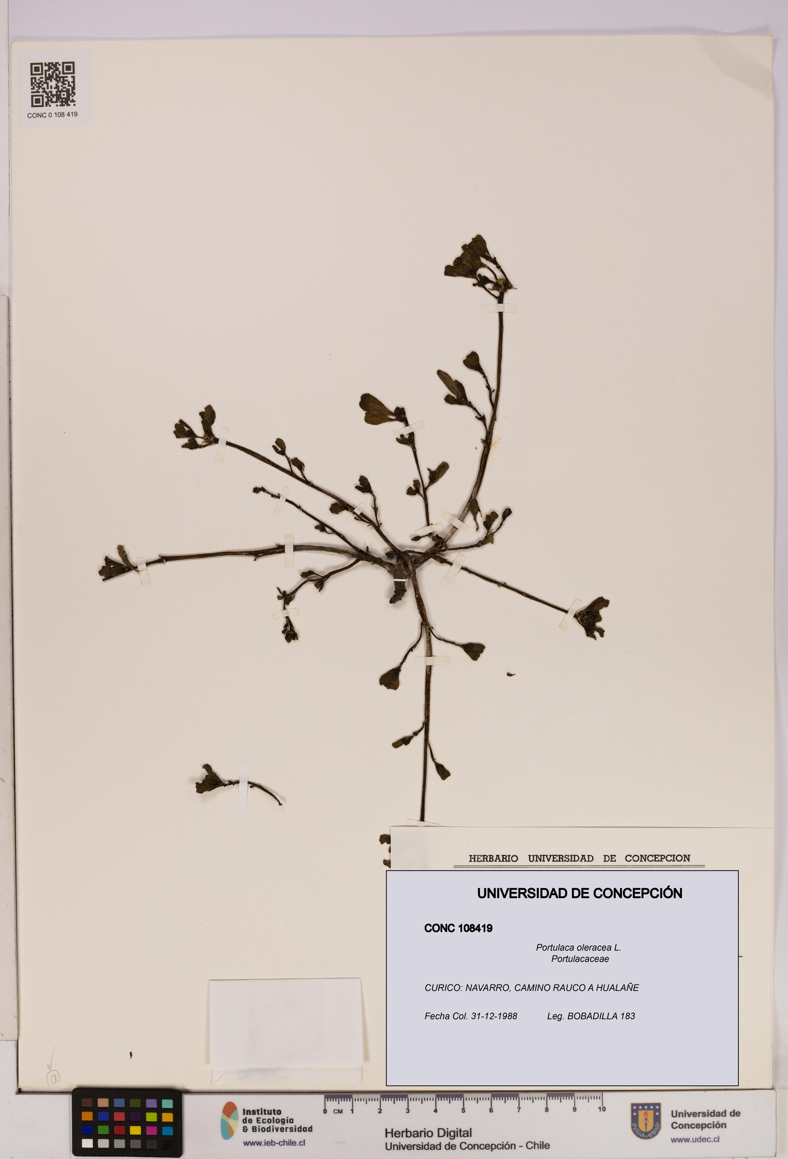 Portulaca oleracea [Espécimen: UDEC:CONC:0108419]
