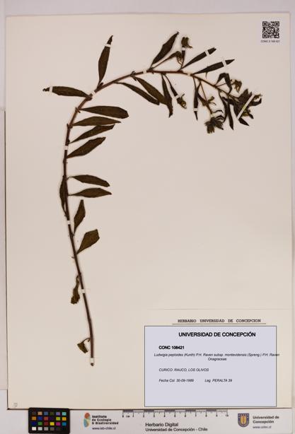 Ludwigia peploides [Espécimen: UDEC:CONC:0108421]