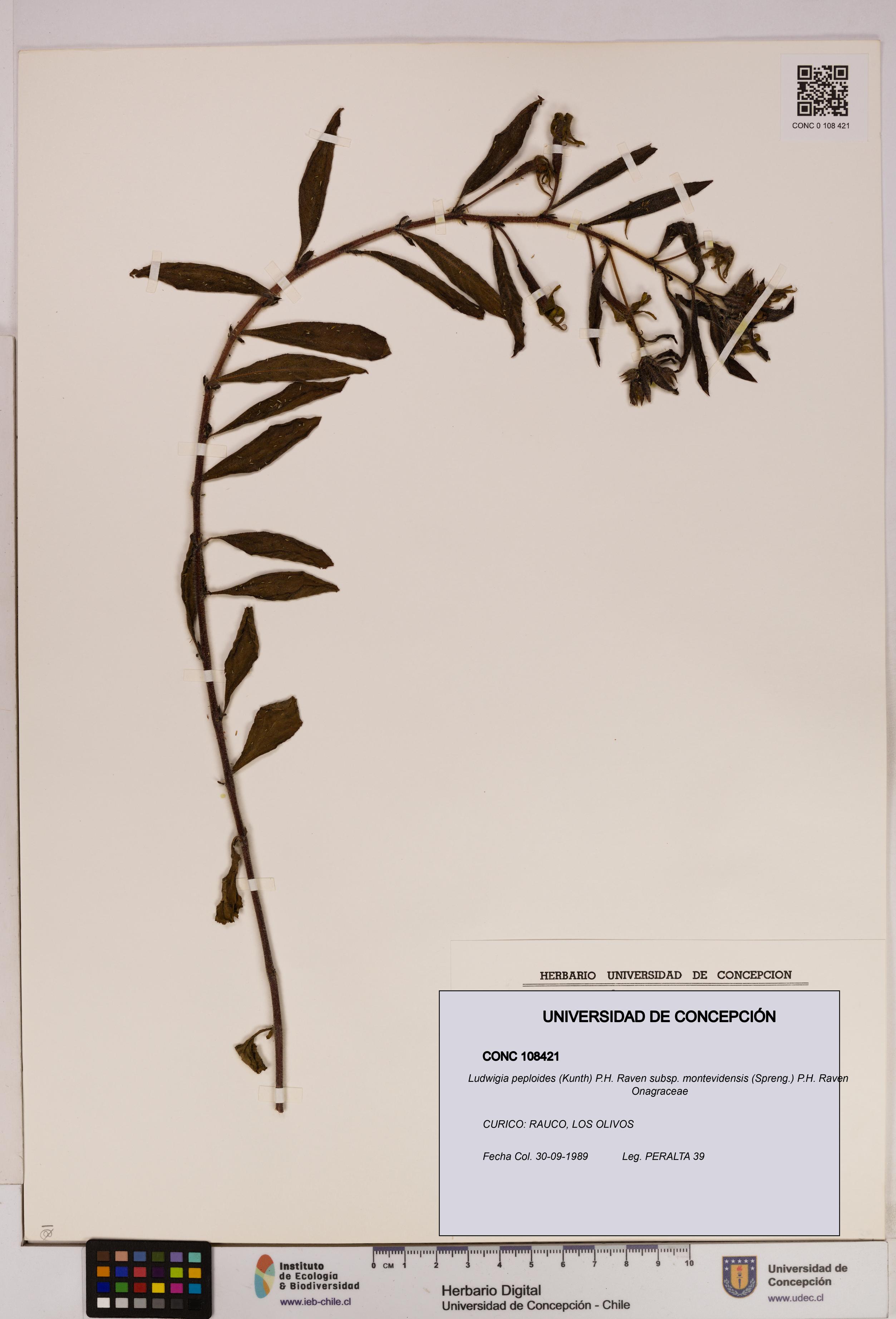 Ludwigia peploides [Espécimen: UDEC:CONC:0108421]