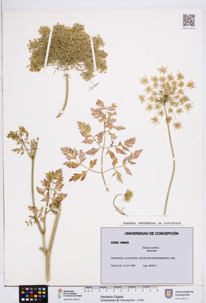 Daucus carota [Espécimen: ]