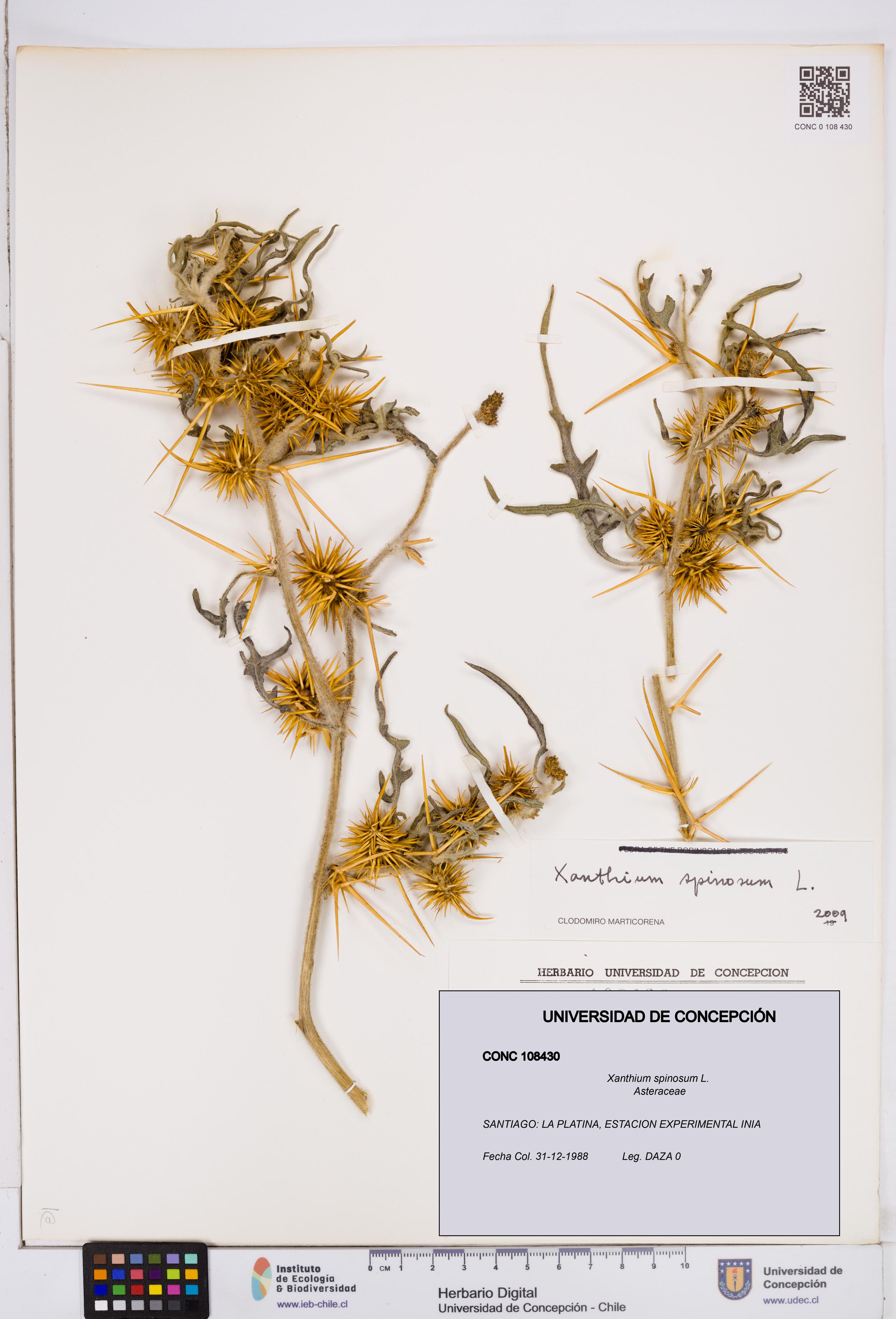 Xanthium spinosum [Espécimen: ]