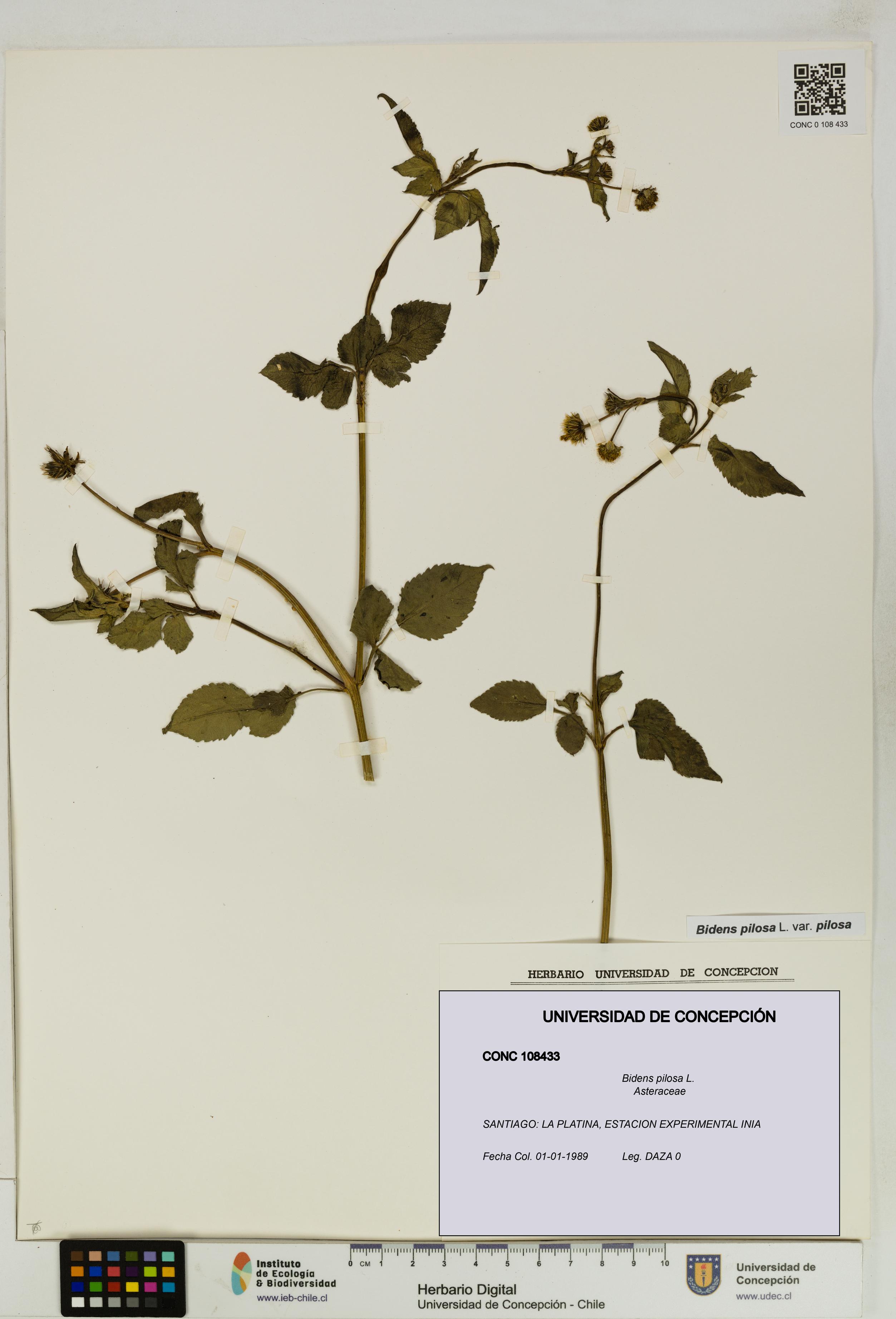 Bidens pilosa [Espécimen: UDEC:CONC:0108433]