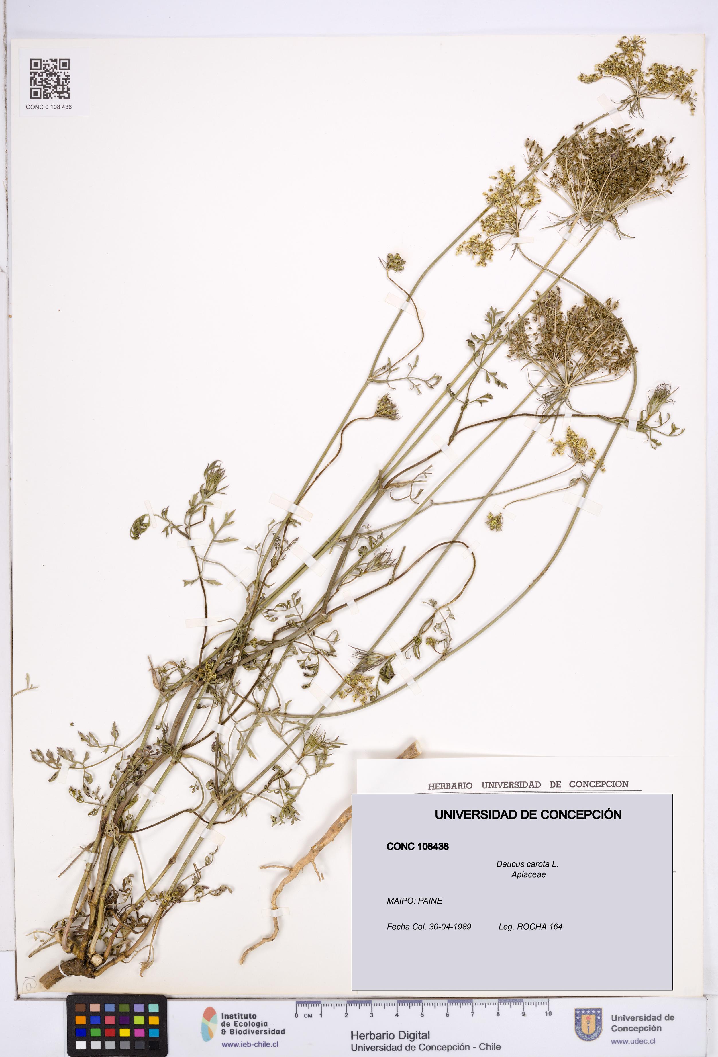 Daucus carota [Espécimen: ]