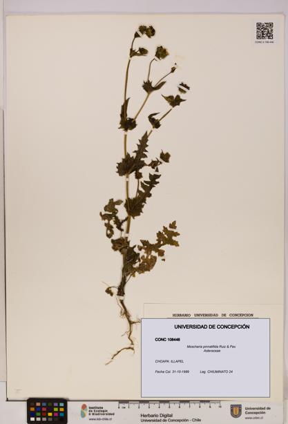Moscharia pinnatifida [Espécimen: UDEC:CONC:0108446]