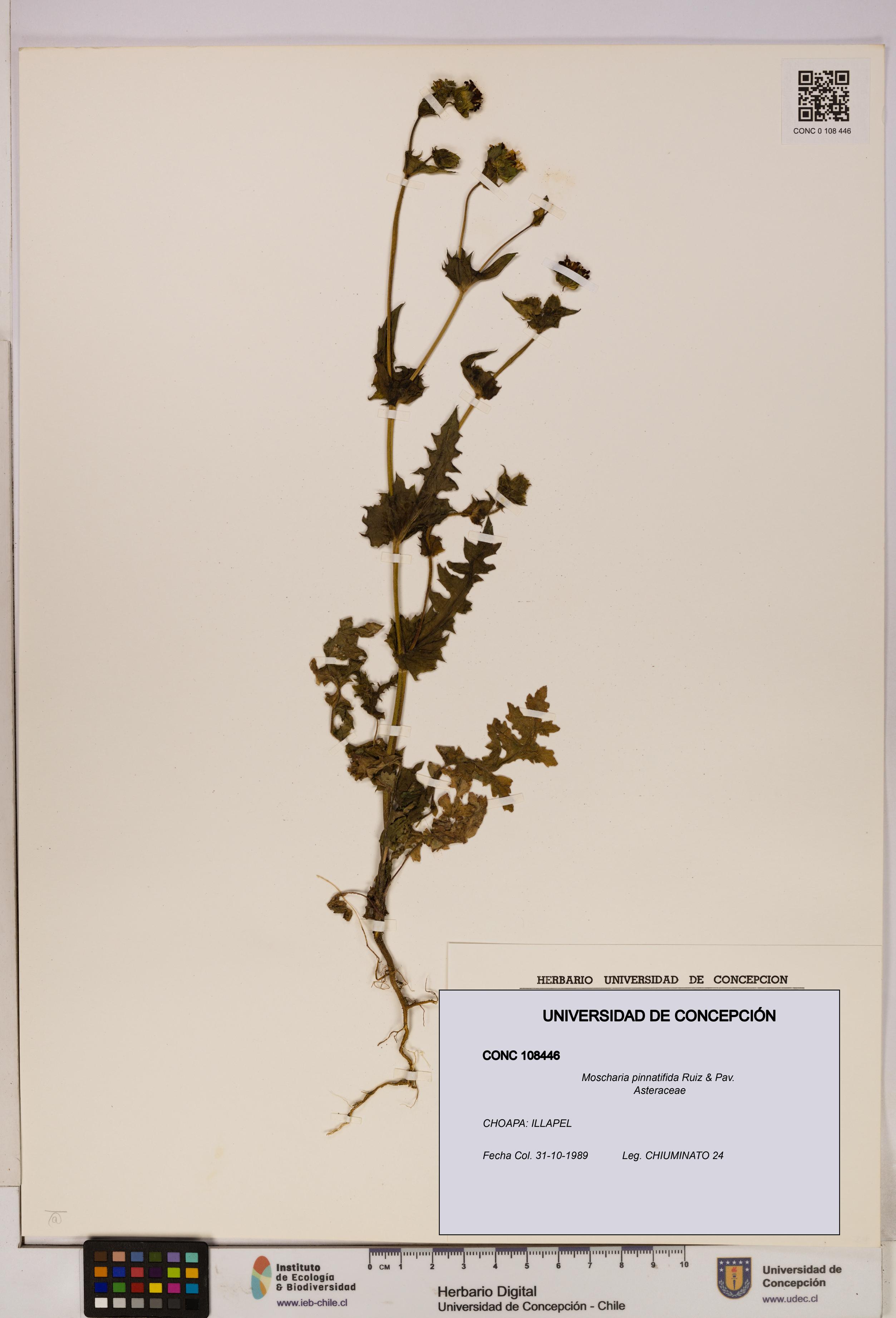 Moscharia pinnatifida [Espécimen: UDEC:CONC:0108446]