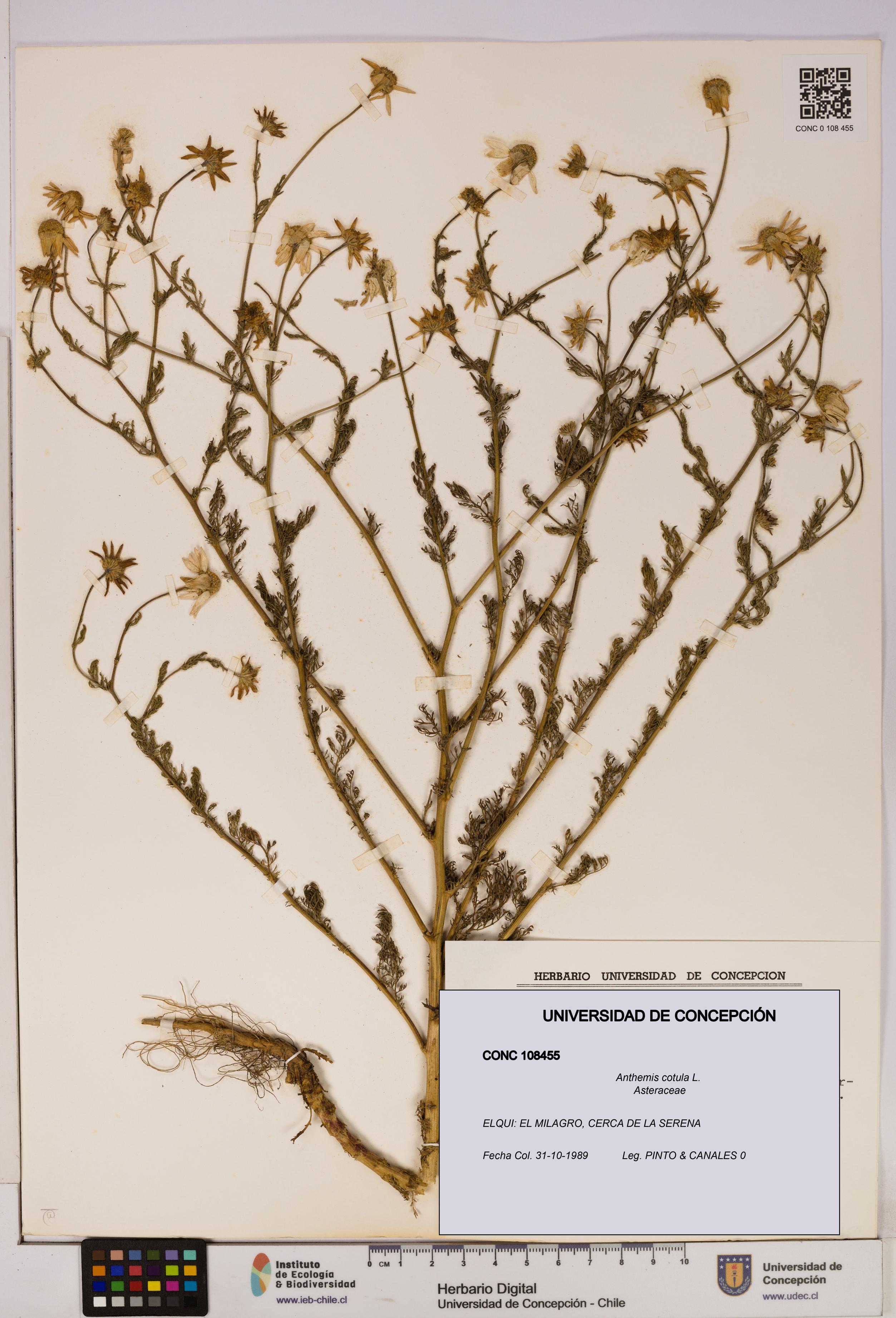 Anthemis cotula [Espécimen: UDEC:CONC:0108455]