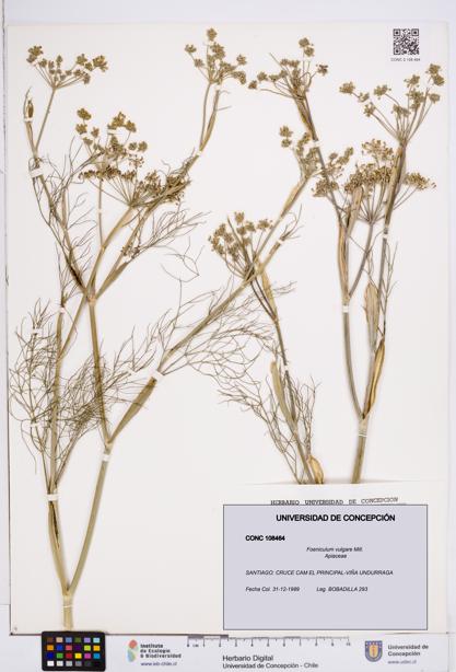 Foeniculum vulgare [Espécimen: ]