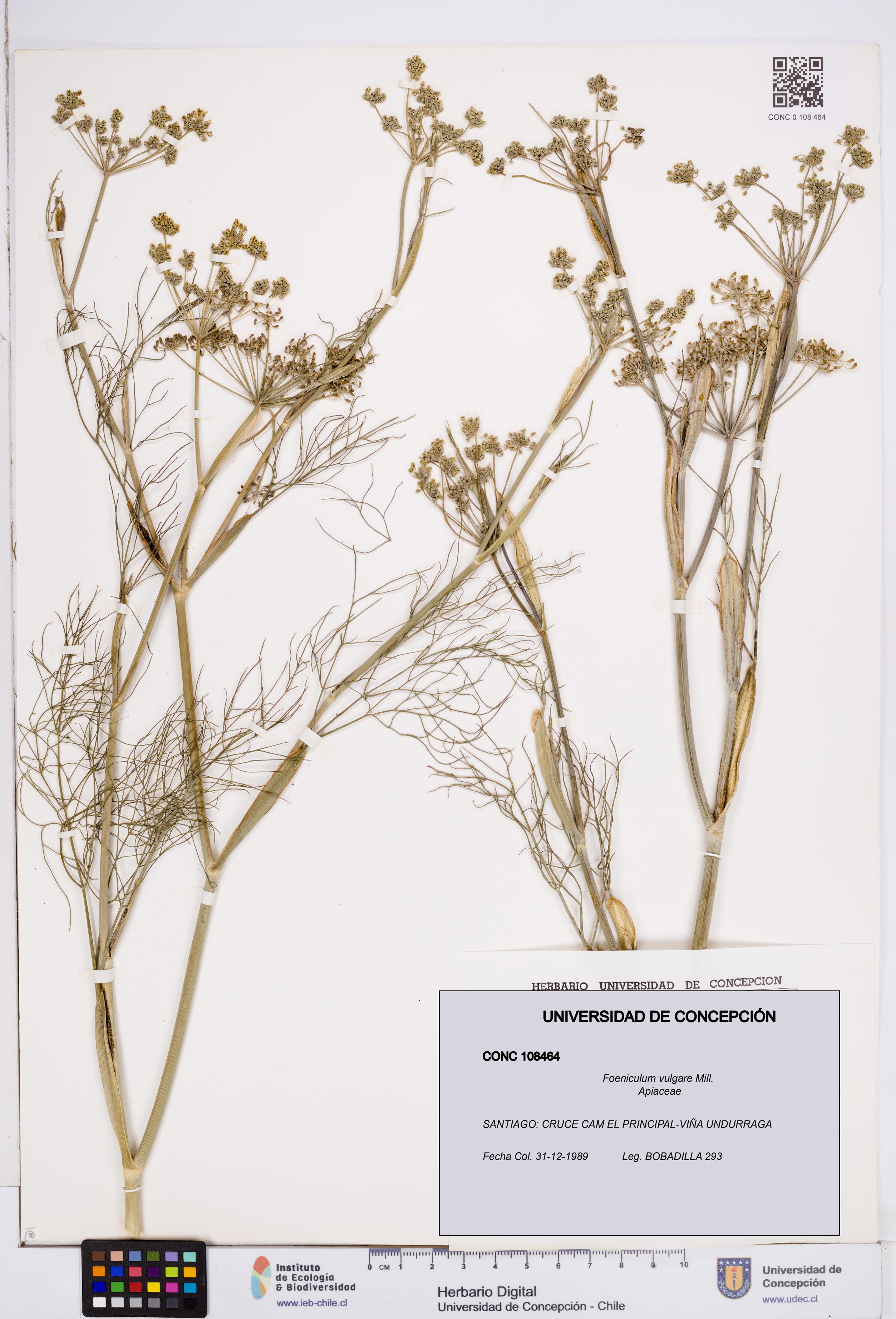 Foeniculum vulgare [Espécimen: ]