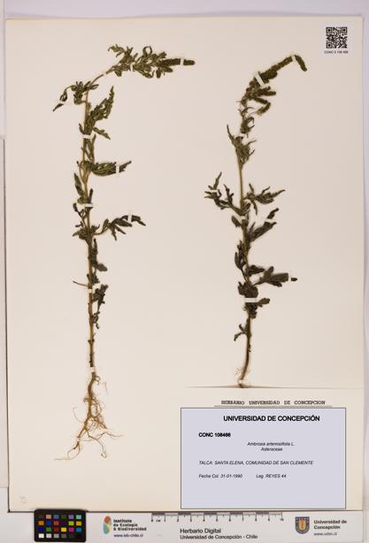 Ambrosia artemisiifolia [Espécimen: UDEC:CONC:0108466]