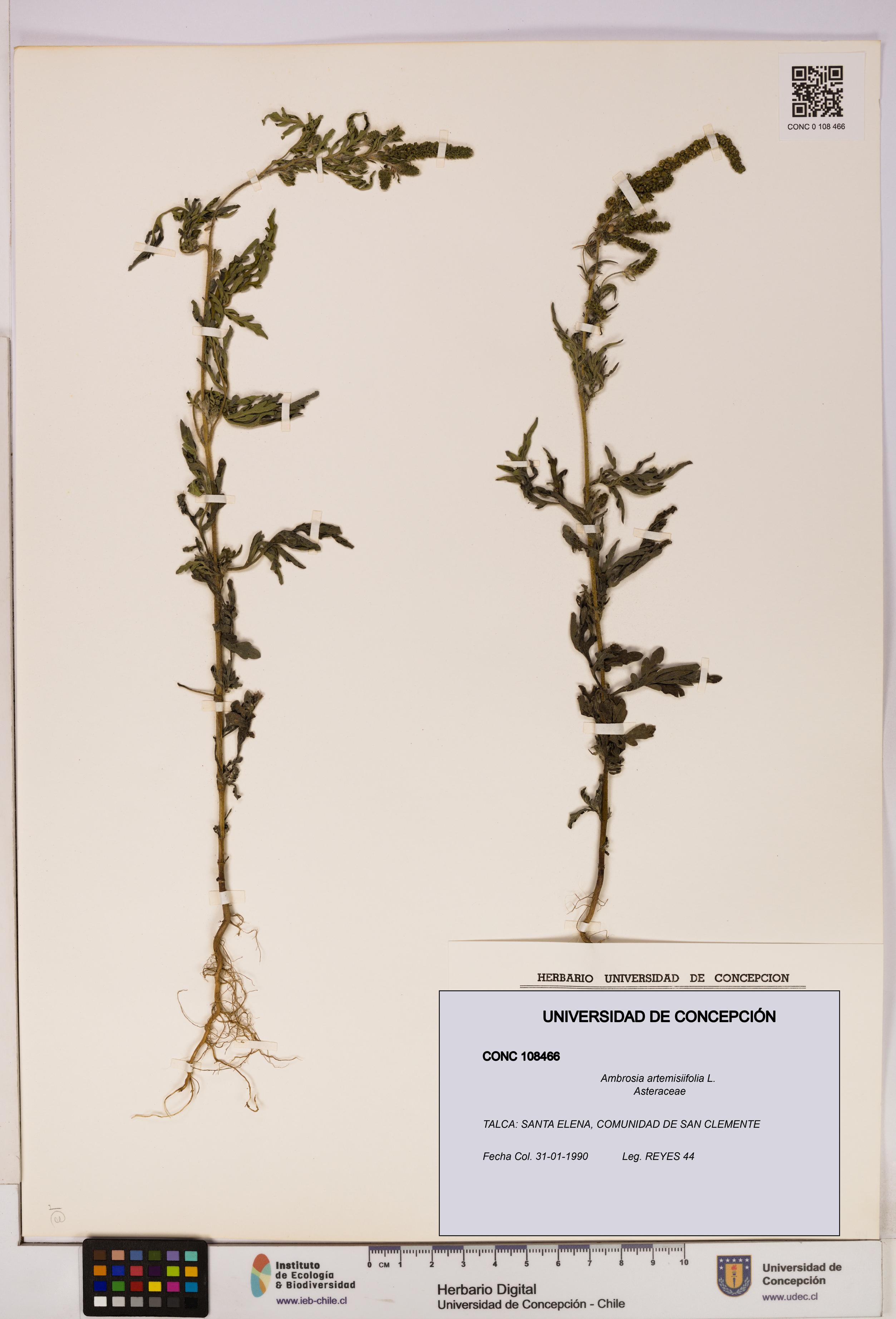 Ambrosia artemisiifolia [Espécimen: UDEC:CONC:0108466]